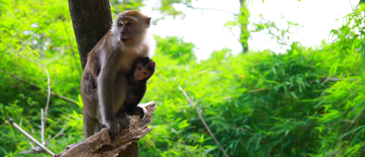 A mother macaque monkey holds her baby in a lush green jungle setting in Krabi, Thailand.