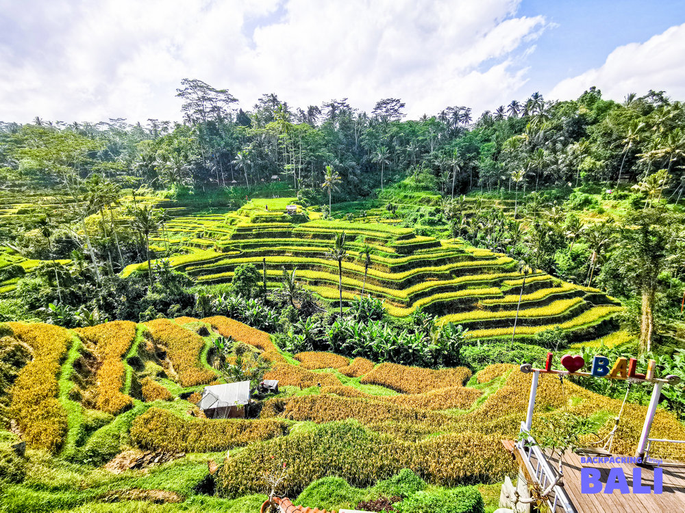 Tegallalang Rice Terrace, Ubud