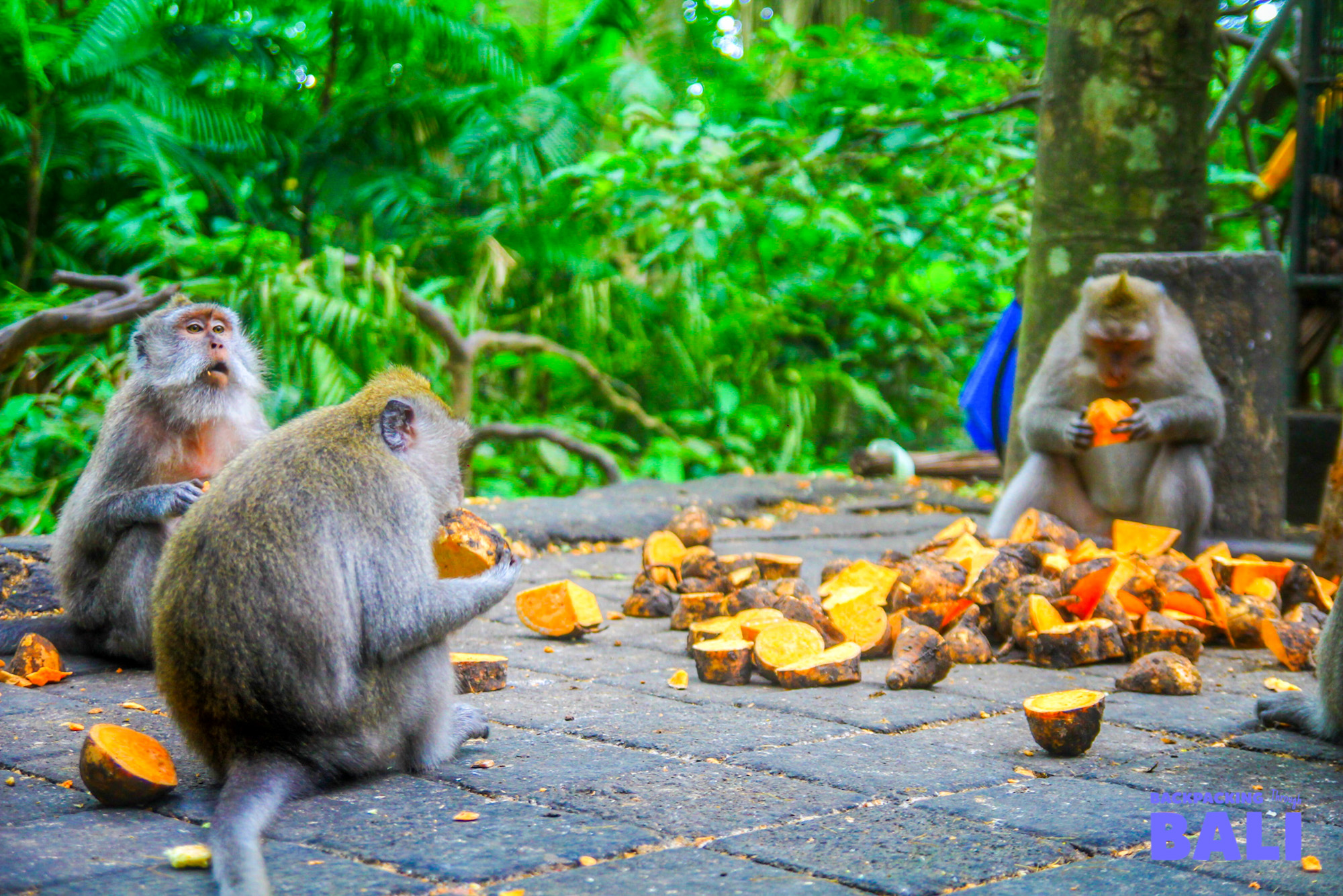 Monkey Forest Sanctuary, Ubud