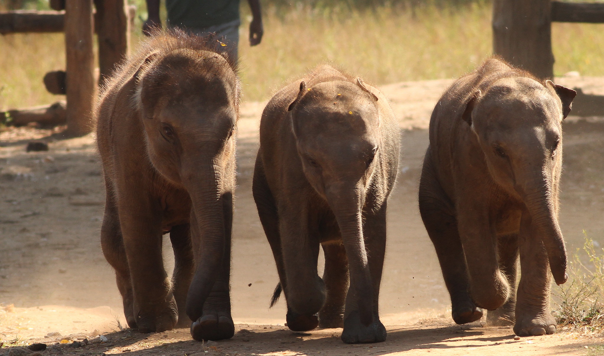 Elephant Orphanage