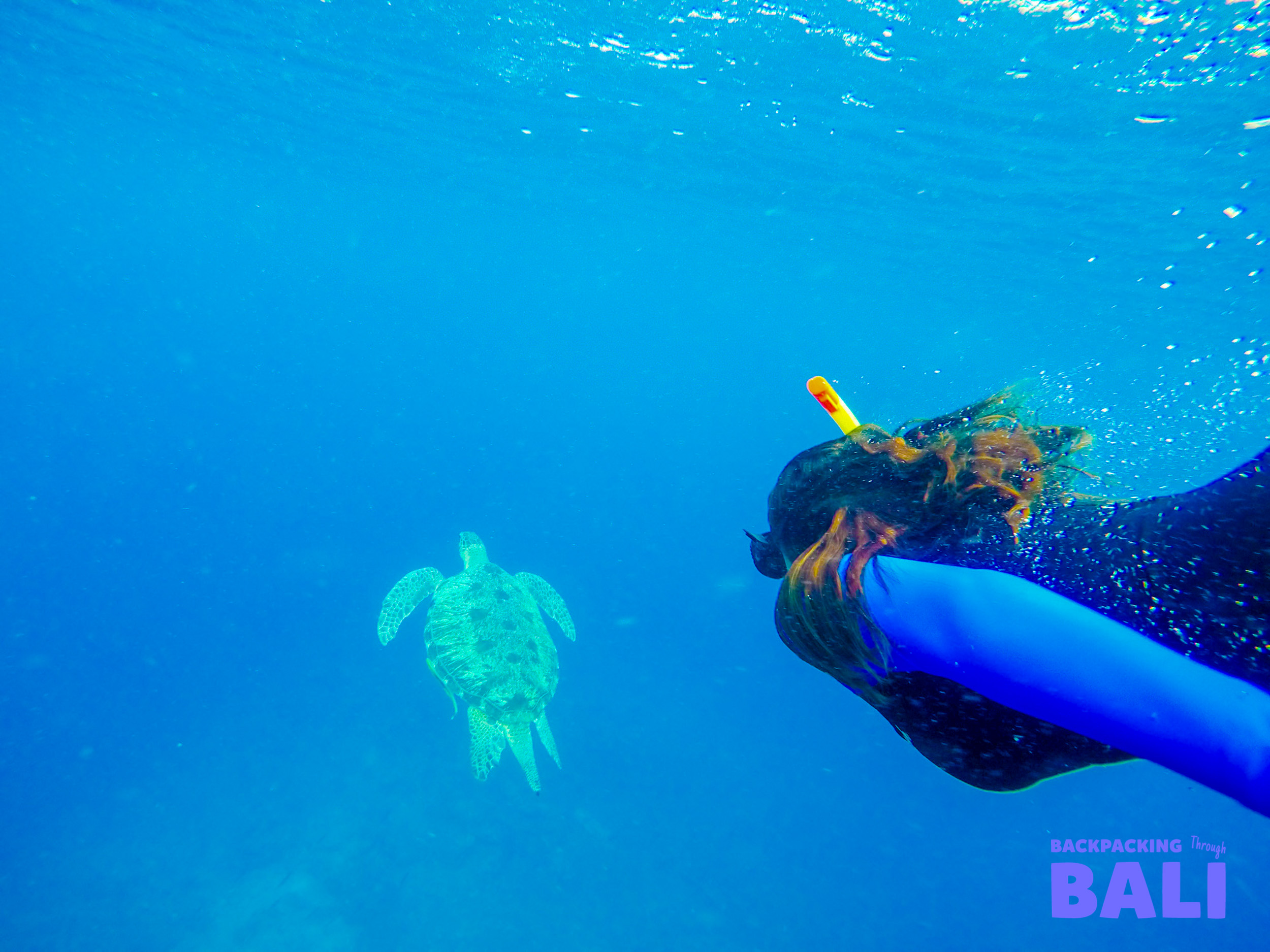 A snorkeler swims alongside a majestic sea turtle in the clear blue waters off Gili Trawangan.