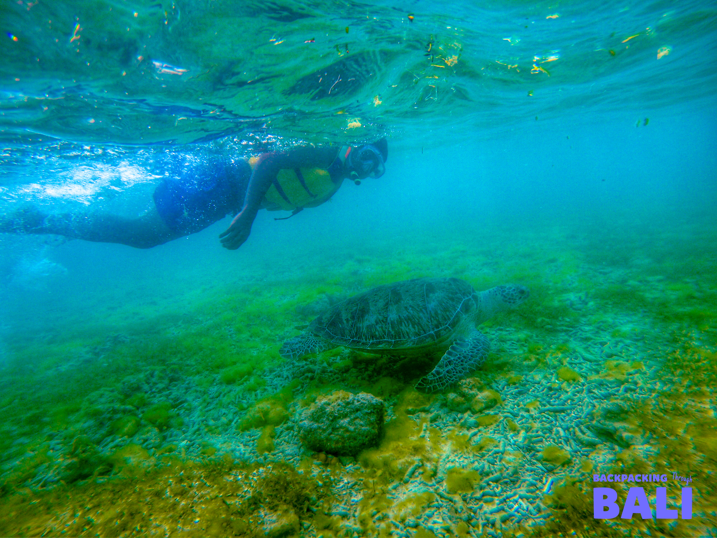 An adventurous snorkeler swims alongside a majestic sea turtle in the clear waters of Gili Trawangan.