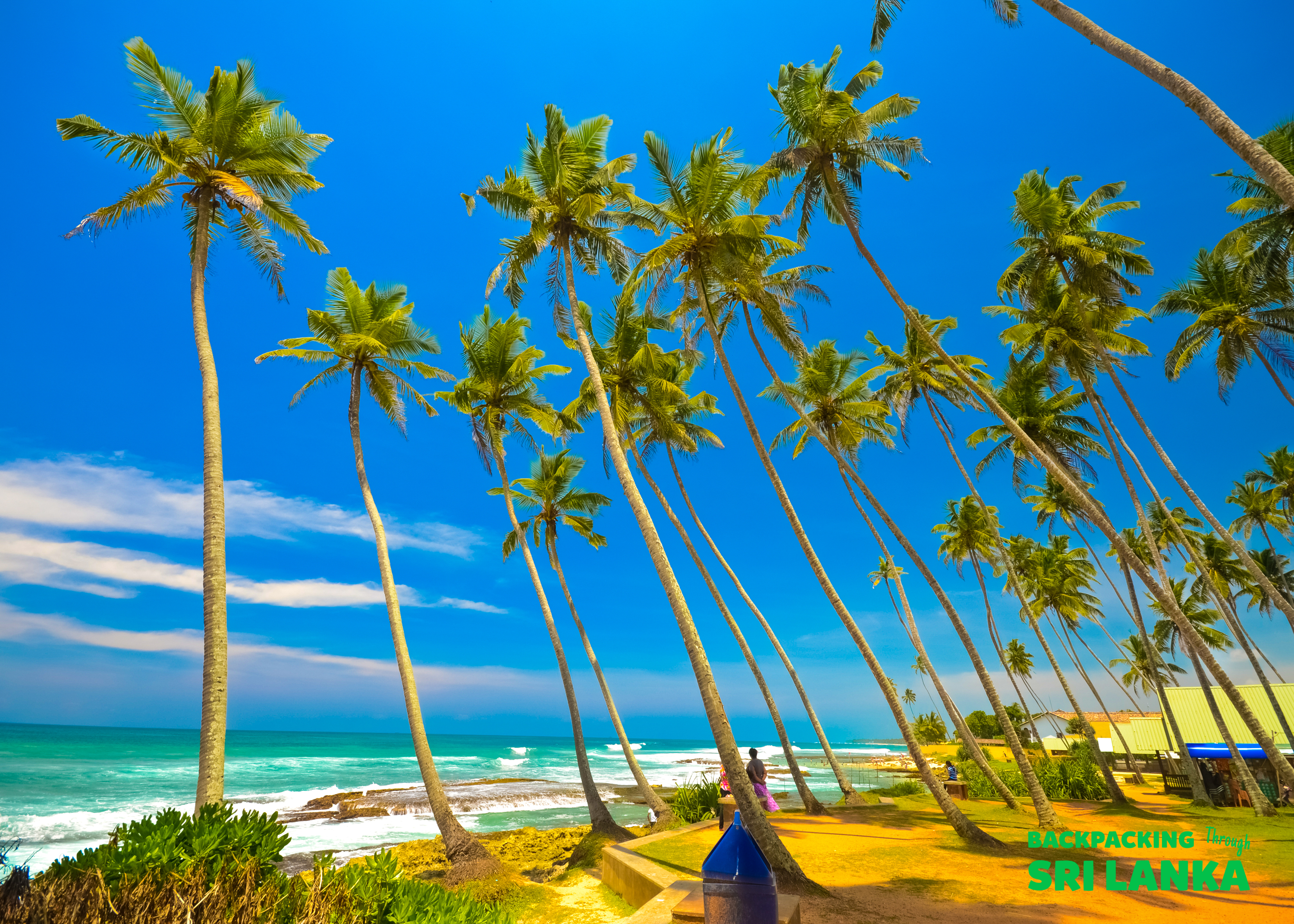 Leaning palm trees line the sunny coastline of Weligama, Sri Lanka, with turquoise waves crashing.