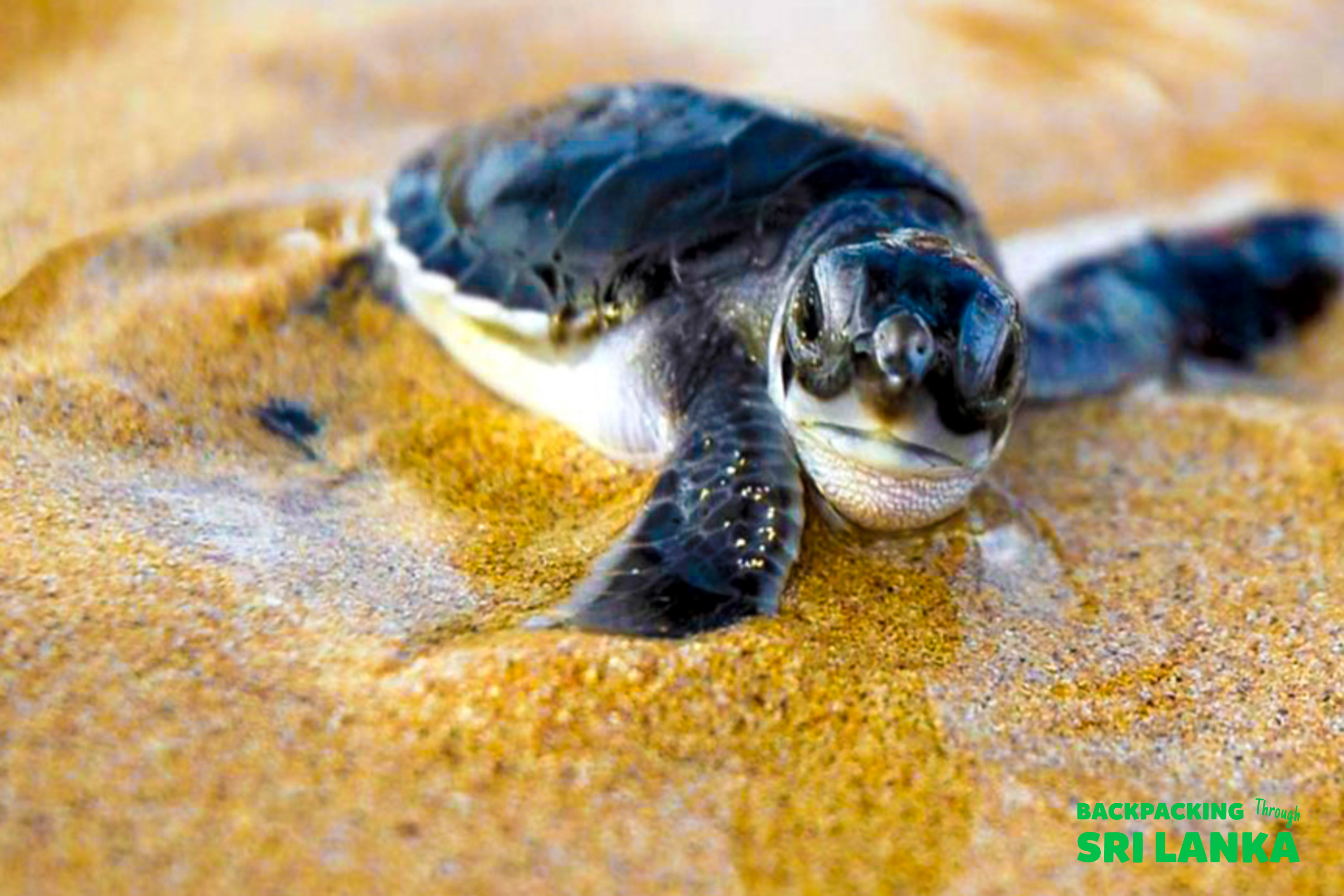 A tiny baby sea turtle slowly crawls across golden sand on a beach in Unawatuna, Sri Lanka.