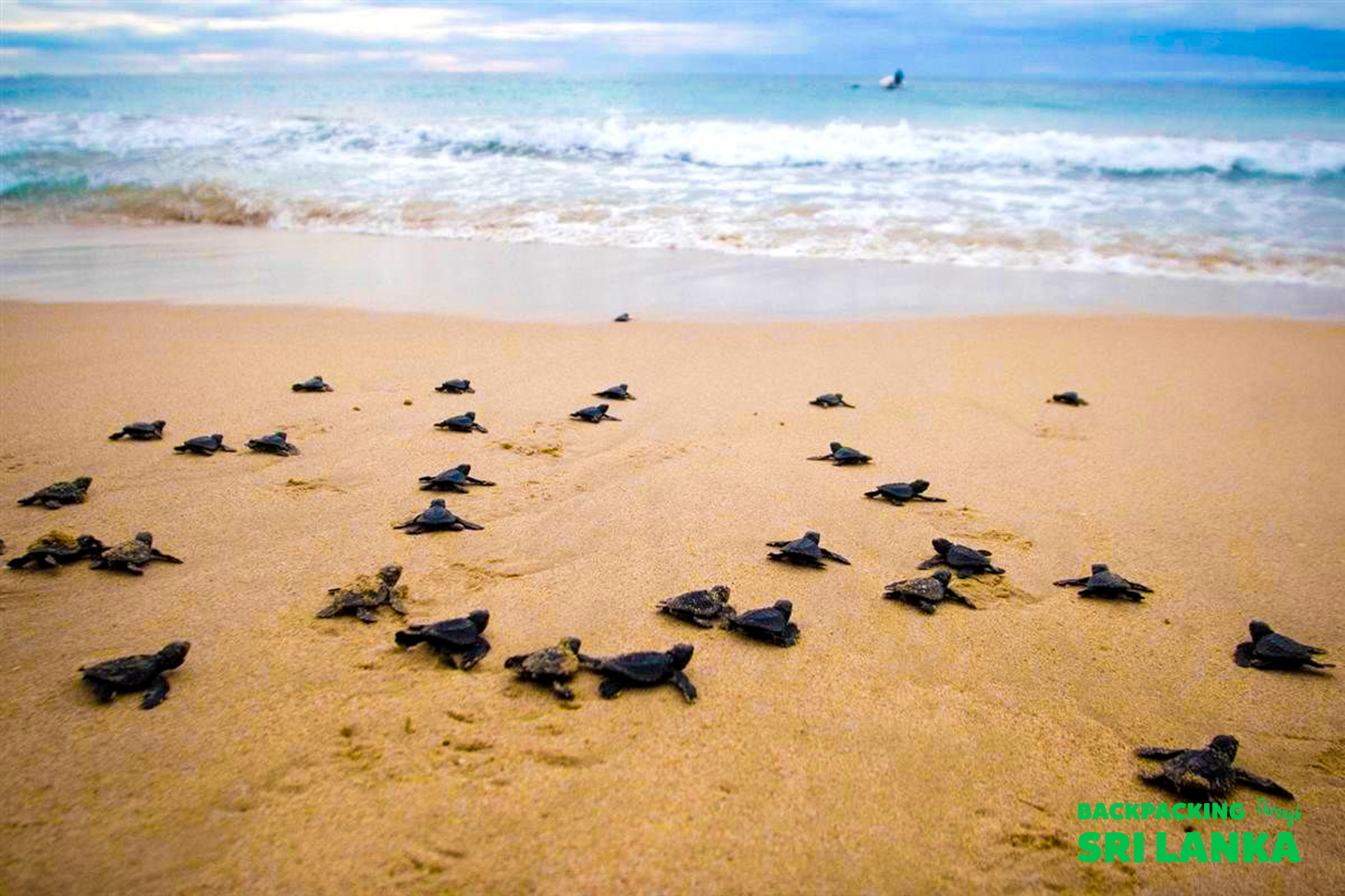 Dozens of tiny baby sea turtles crawl across the golden sand towards the ocean waves in Unawatuna.