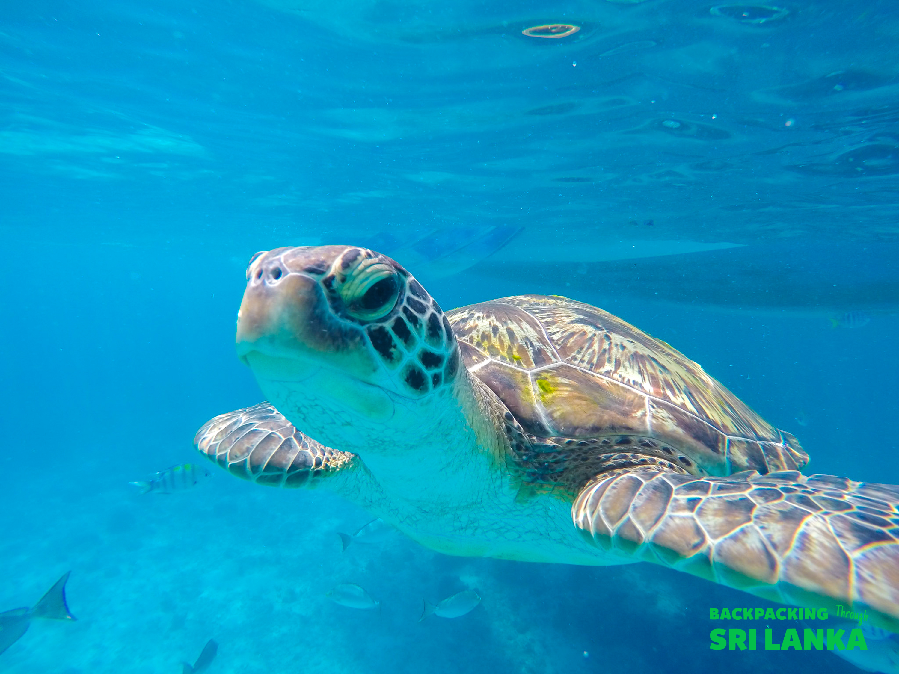 A majestic sea turtle gracefully swims through clear blue water near Unawatuna, Sri Lanka.