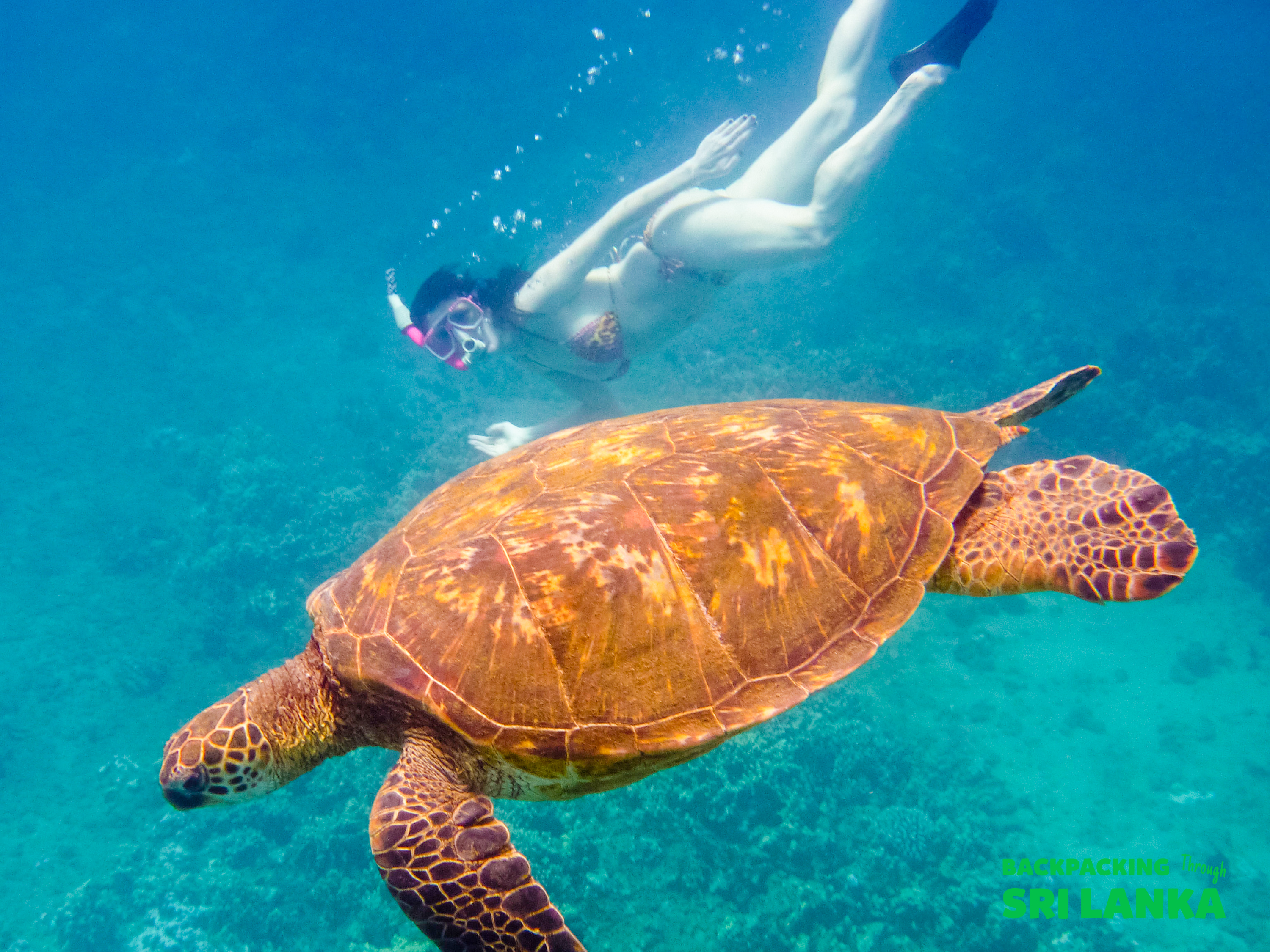 A snorkeler swims gracefully alongside a large sea turtle in the clear blue waters of Unawatuna.