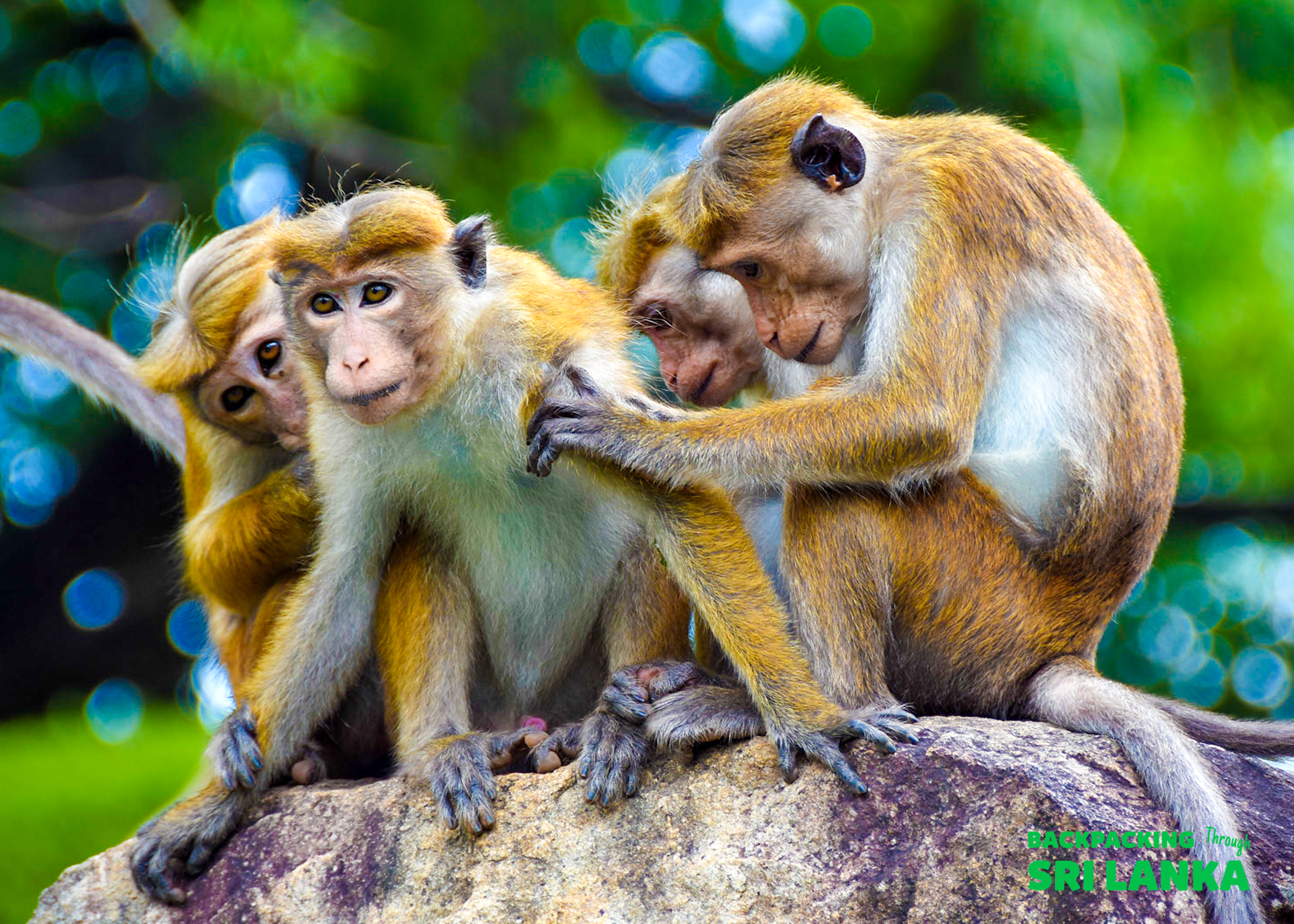 Three light brown monkeys groom each other while sitting on a rock in Sigiriya, Sri Lanka.