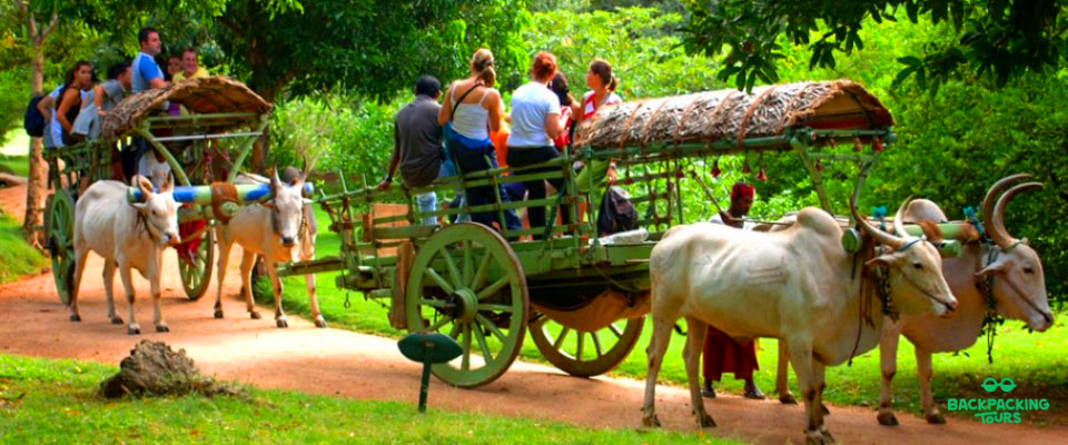 Tourists enjoy a traditional ox cart ride through a lush green village in Sigiriya, Sri Lanka.