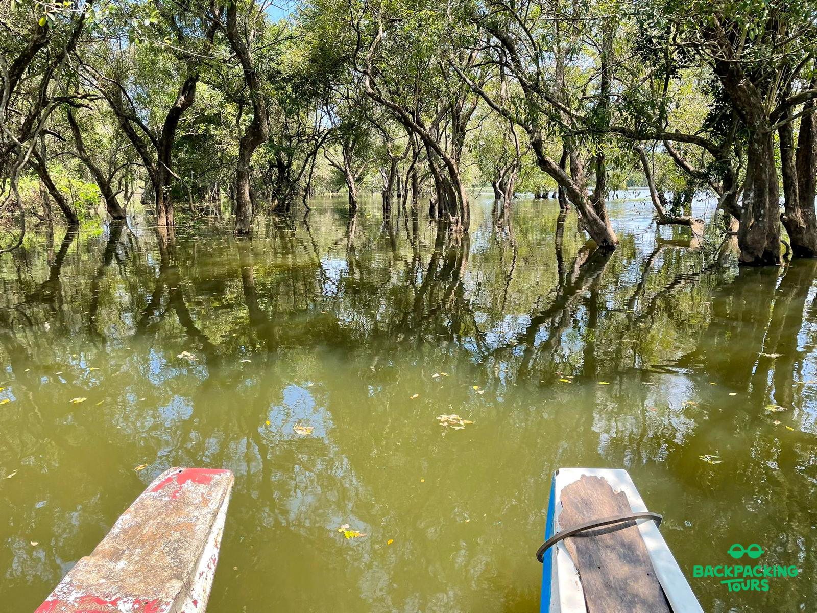Boating through a tranquil flooded forest, with tree trunks rising from the green water in Sigiriya.