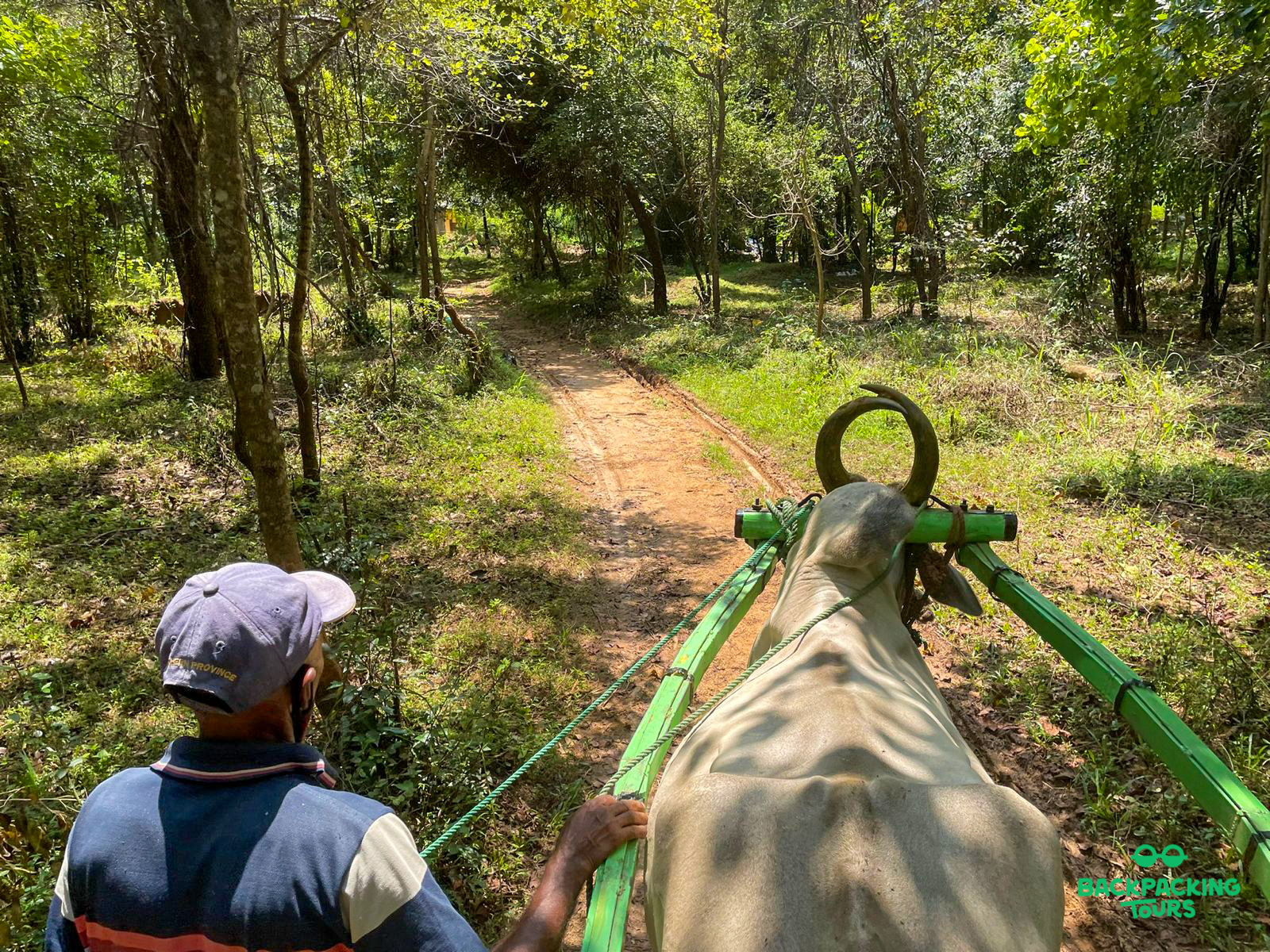 Riding a traditional ox cart along a rustic village path surrounded by lush green trees in Sigiriya.