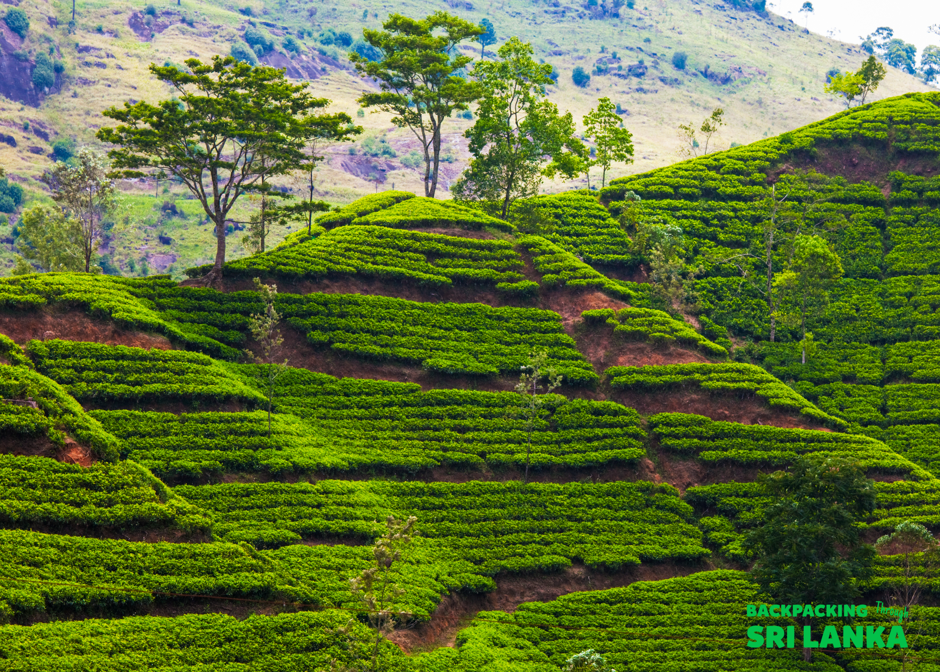 Lush green tea plantations cascade down terraced hillsides in the beautiful region of Ella, Sri Lanka.