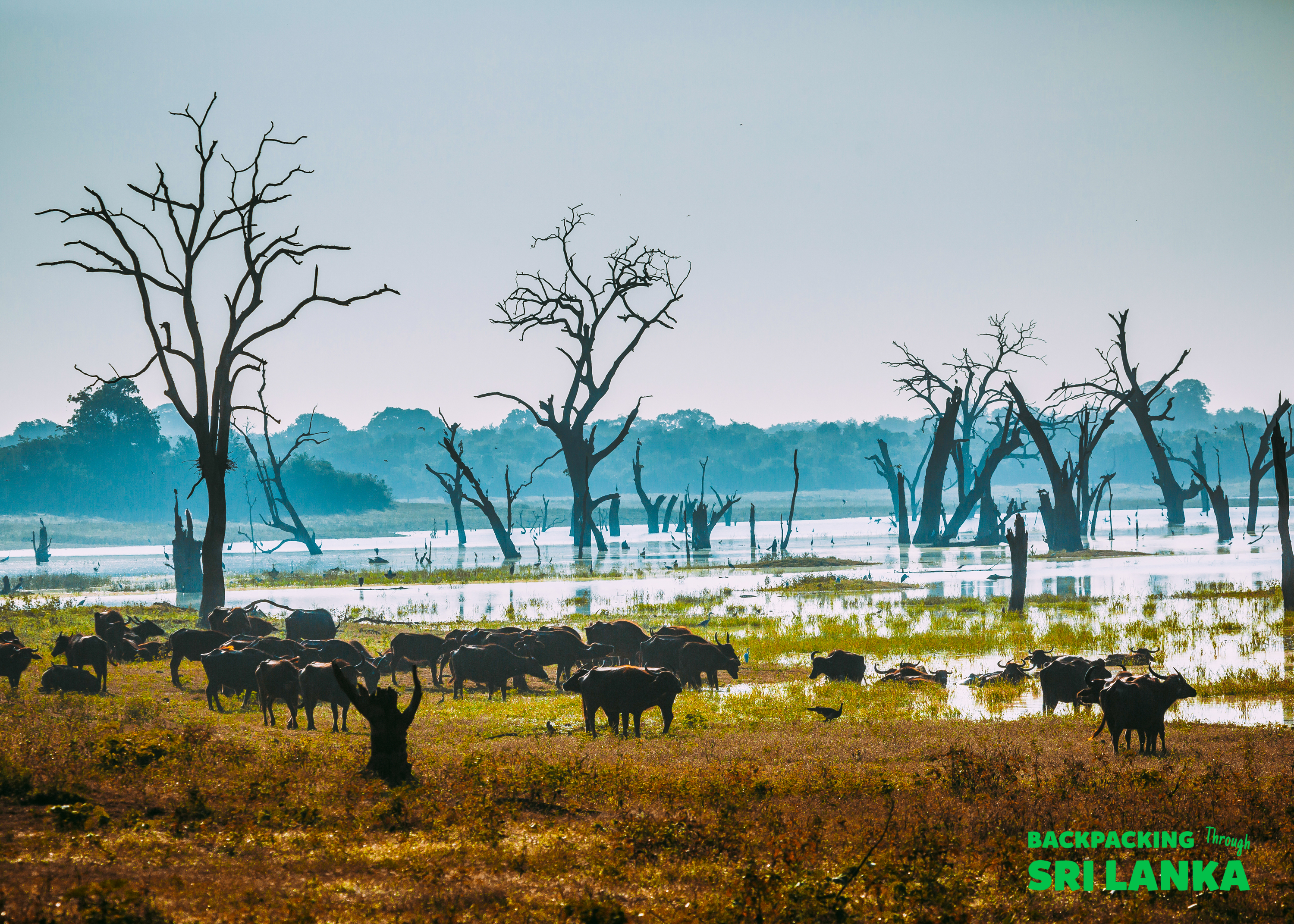 Wild water buffaloes graze in the marshy plains of Udawalawe National Park, Sri Lanka.