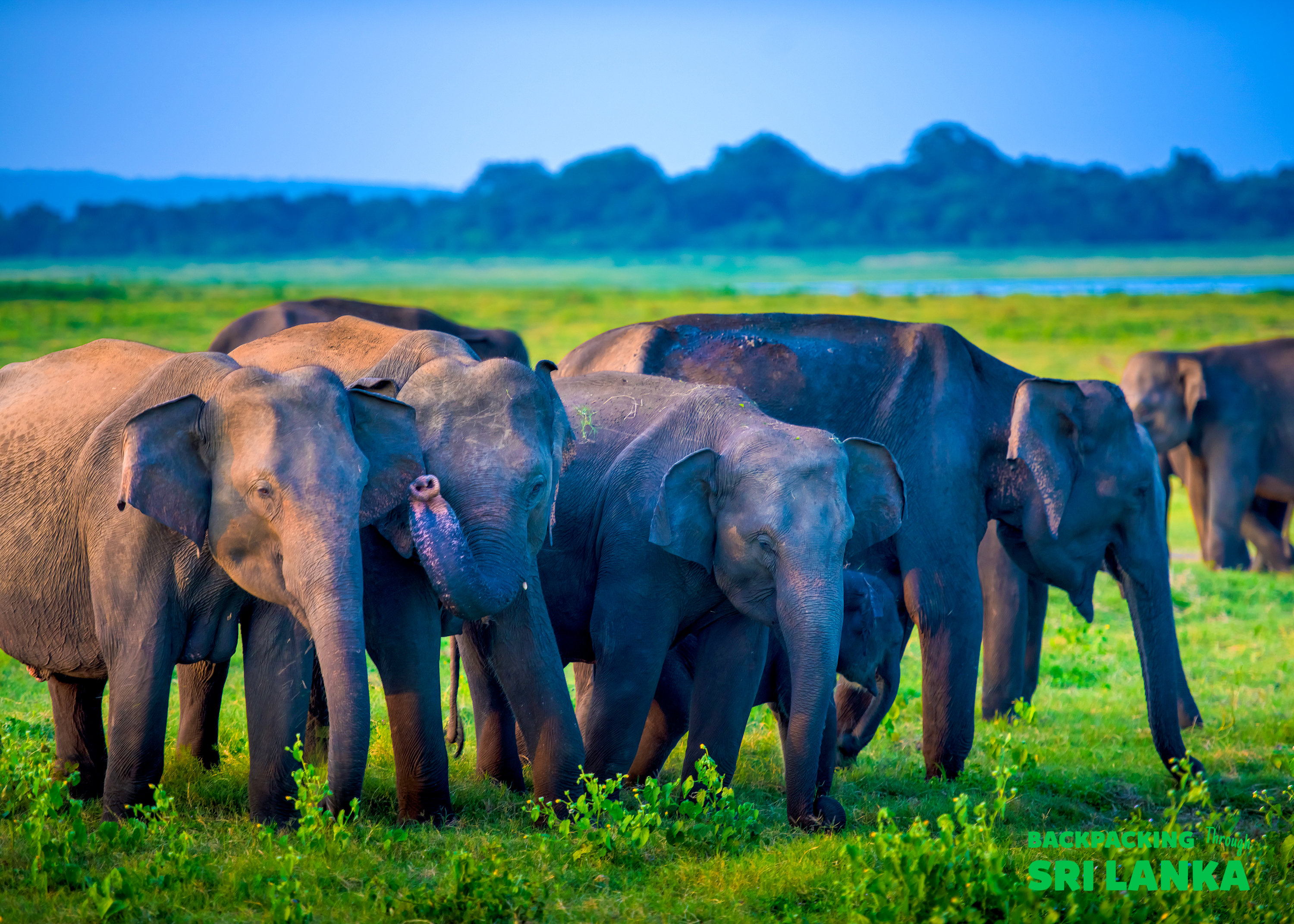A herd of majestic wild elephants grazing peacefully in the lush green plains of Udawalawe National Park.