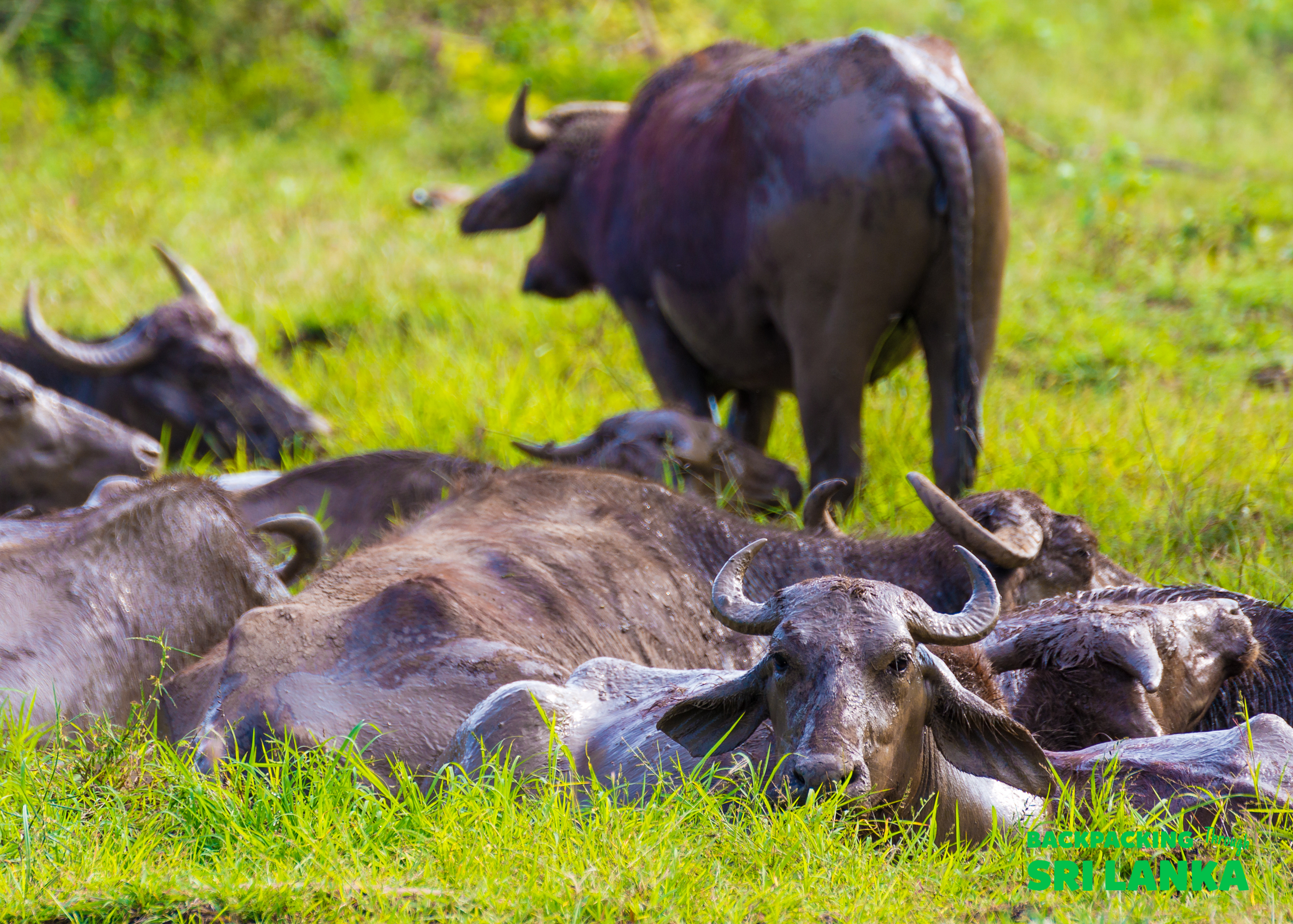 A herd of water buffaloes resting in a lush green field in Udawalawe National Park, Sri Lanka.