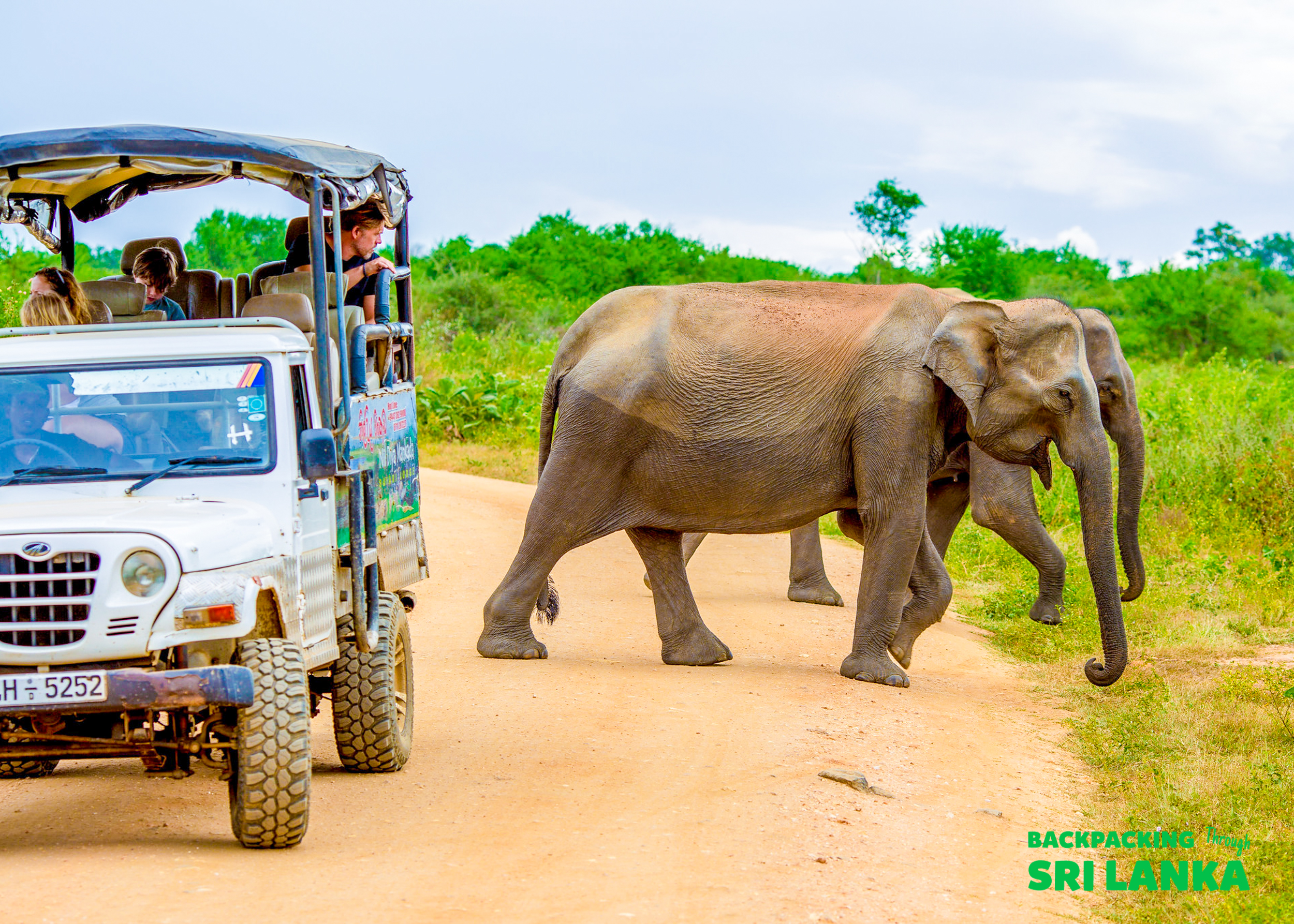 Excited tourists in a safari jeep watching two wild elephants cross a dirt road in Udawalawe National Park.