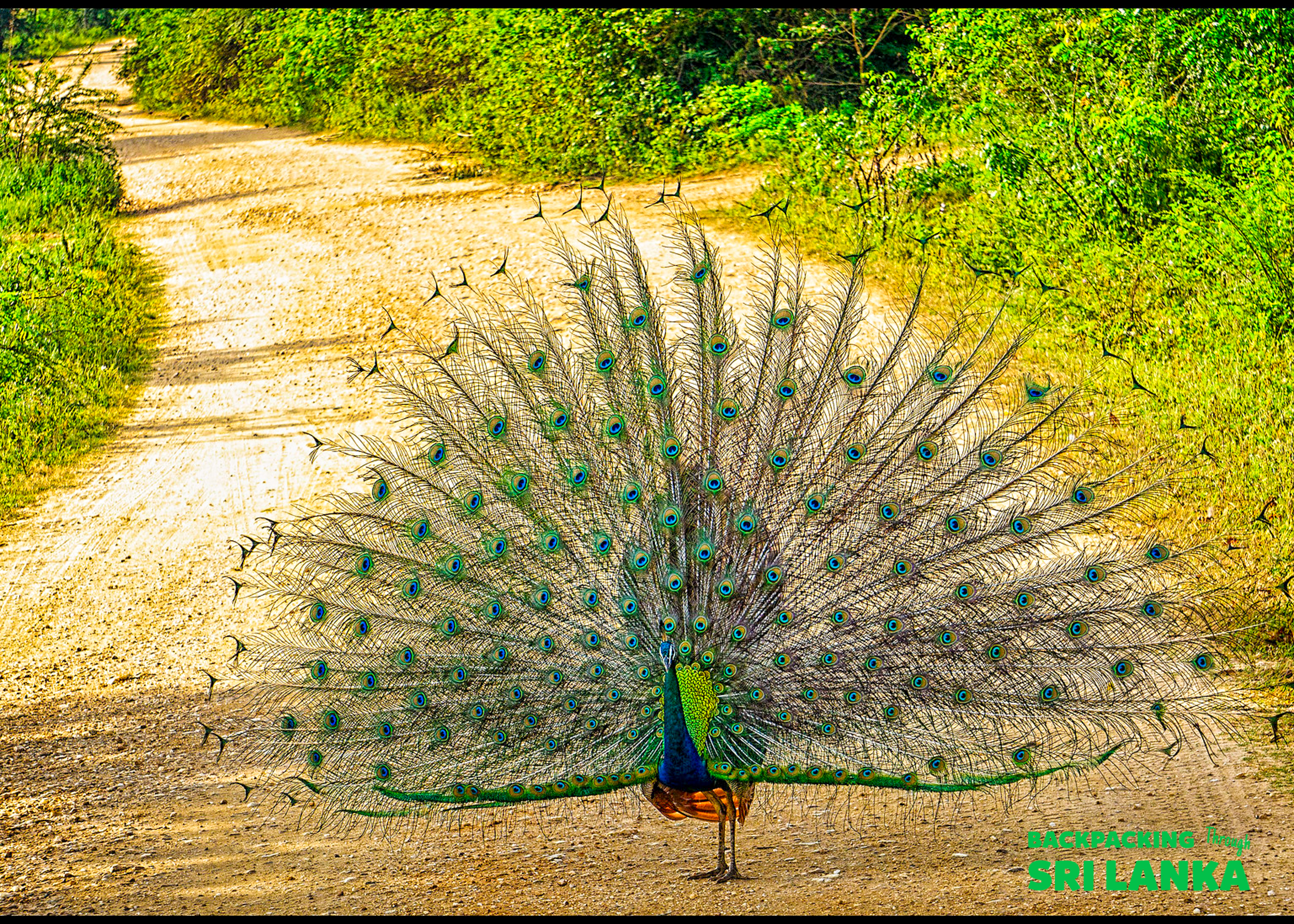 A vibrant peacock displays its magnificent fanned tail on a dirt road in Sri Lanka.