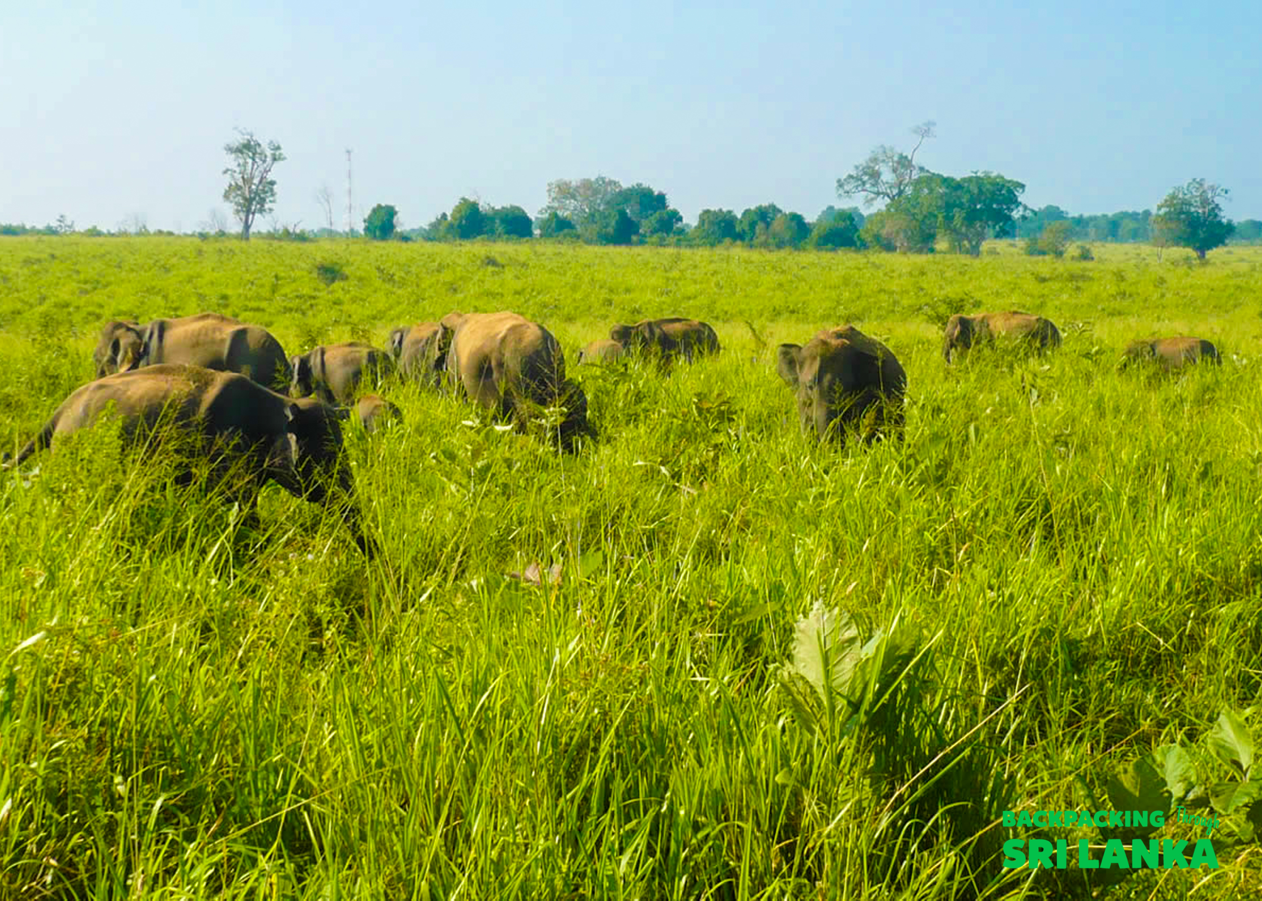 A large herd of wild elephants grazes peacefully in the tall green grass of Udawalawe National Park.