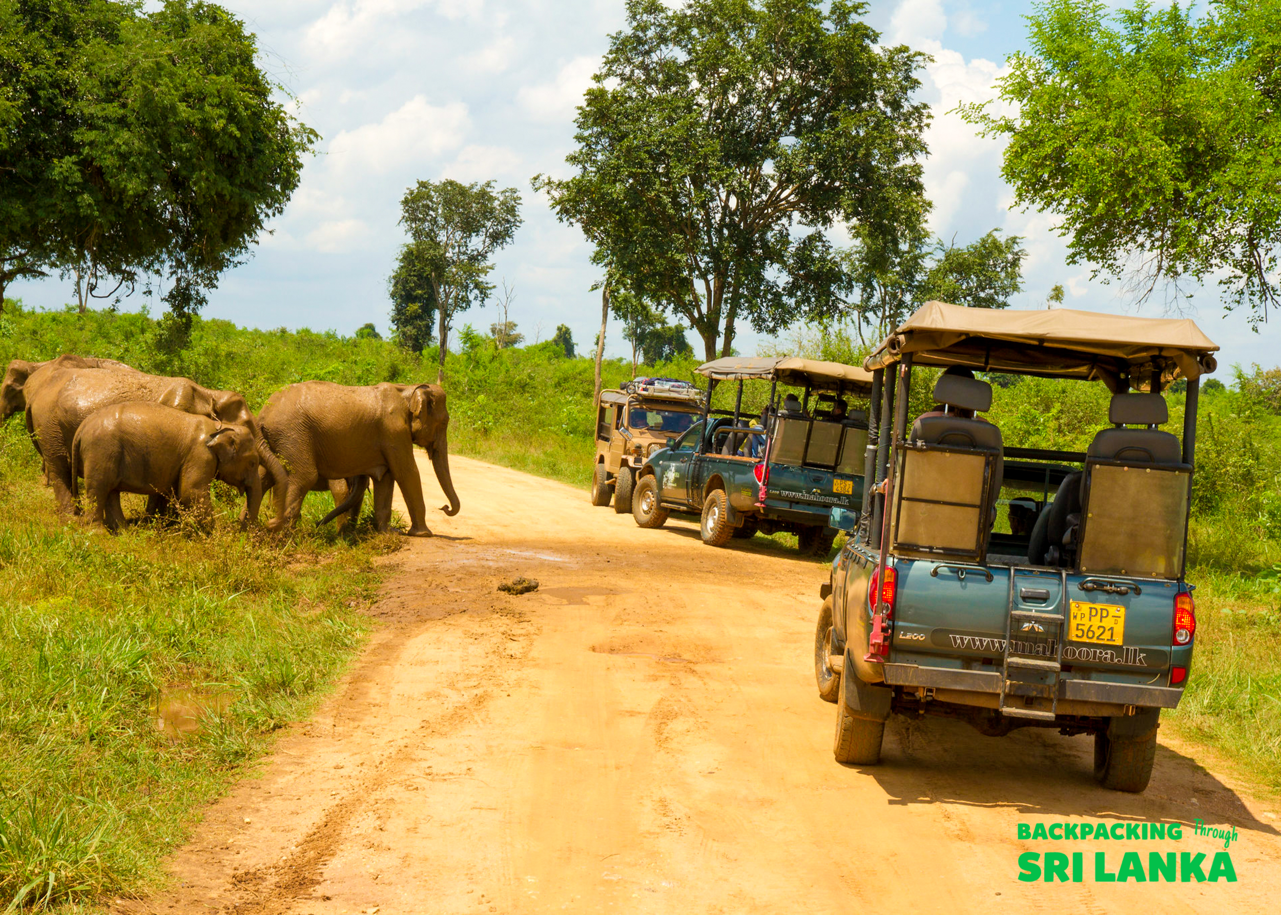 Safari jeeps stopped on a dirt road watching a herd of elephants in Udawalawe National Park, Sri Lanka.