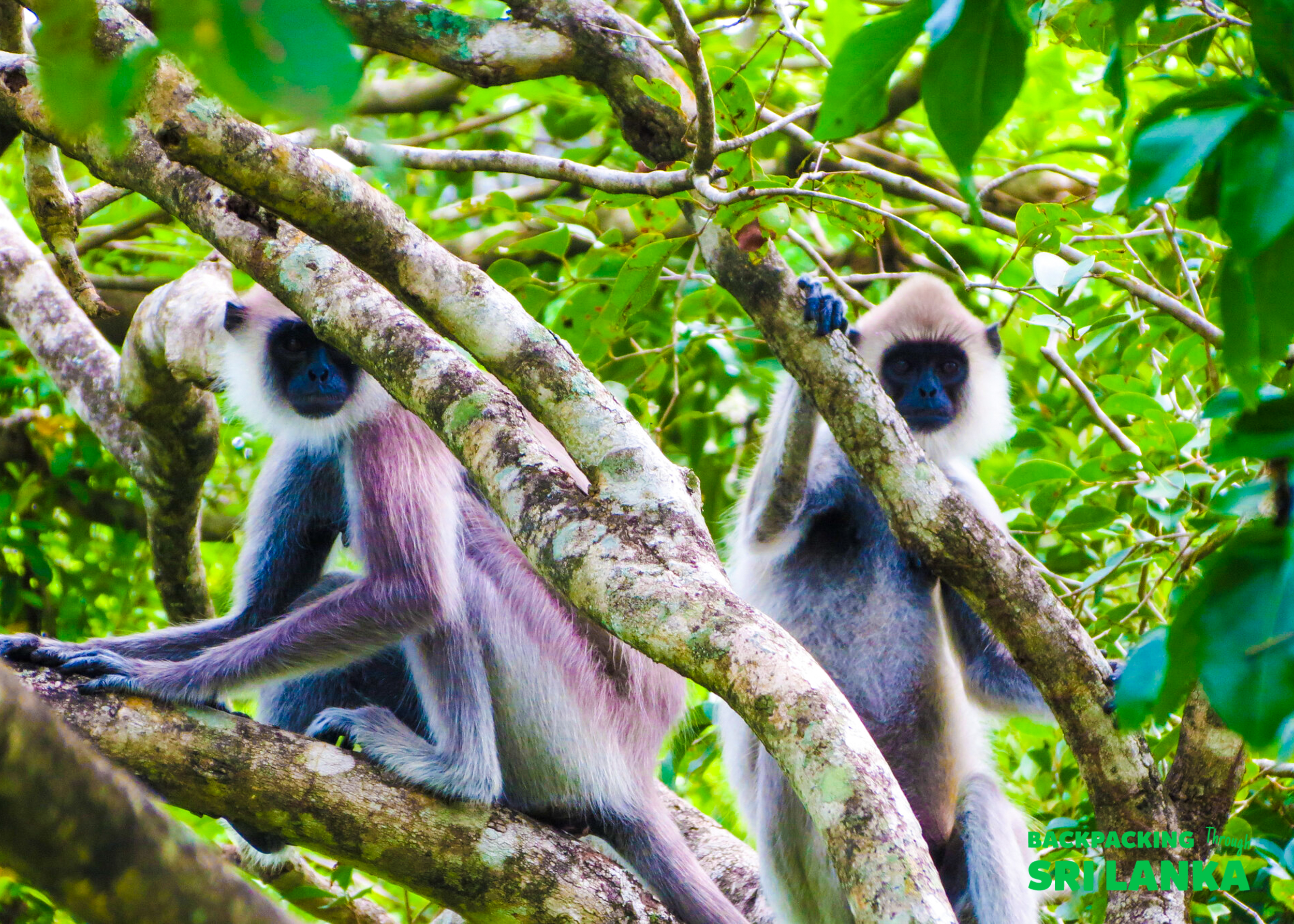 Two curious grey langur monkeys sit on a tree branch in Udawalawe National Park, Sri Lanka.
