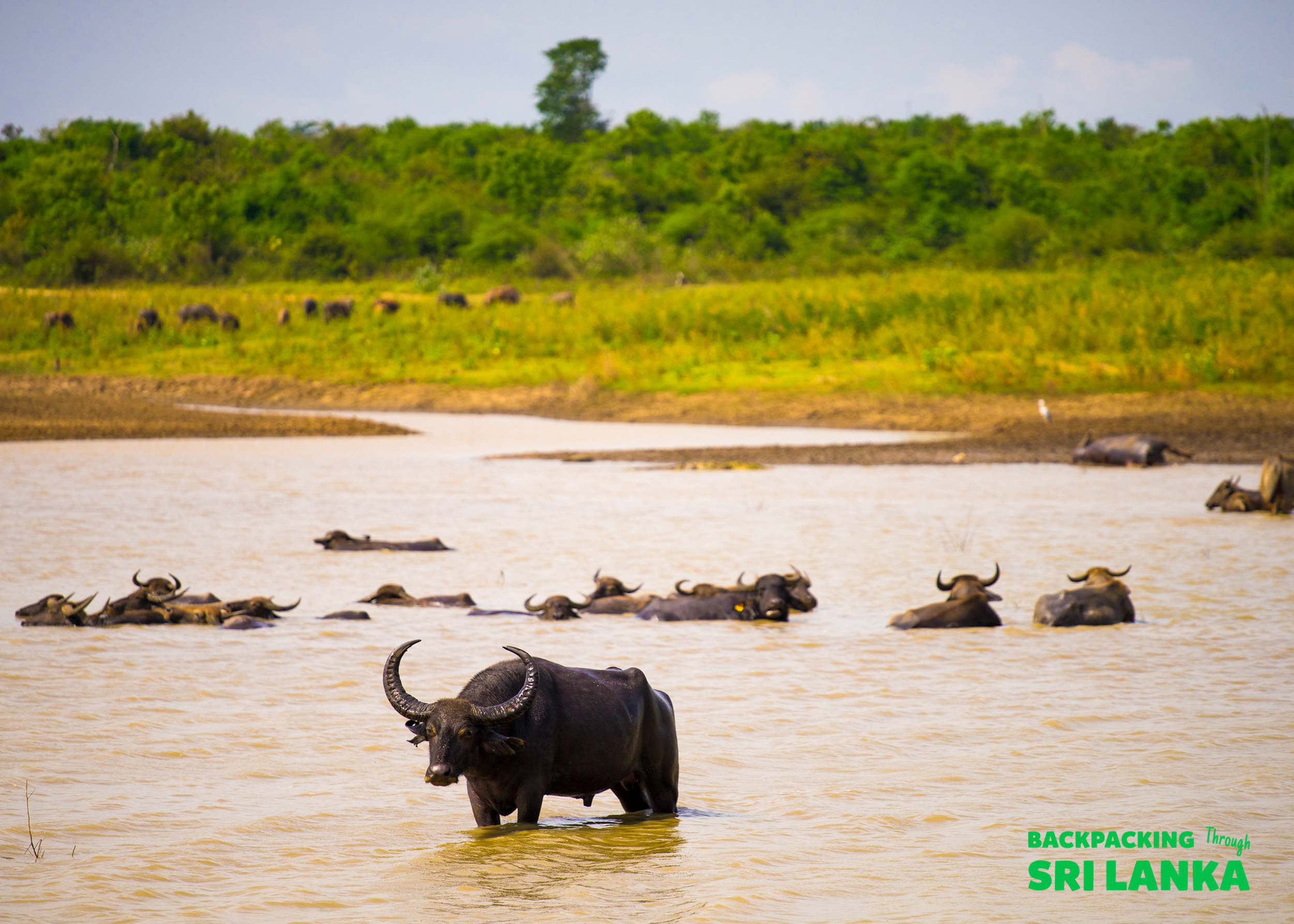 A herd of wild water buffalo cooling off in a muddy lake during a Sri Lanka safari.