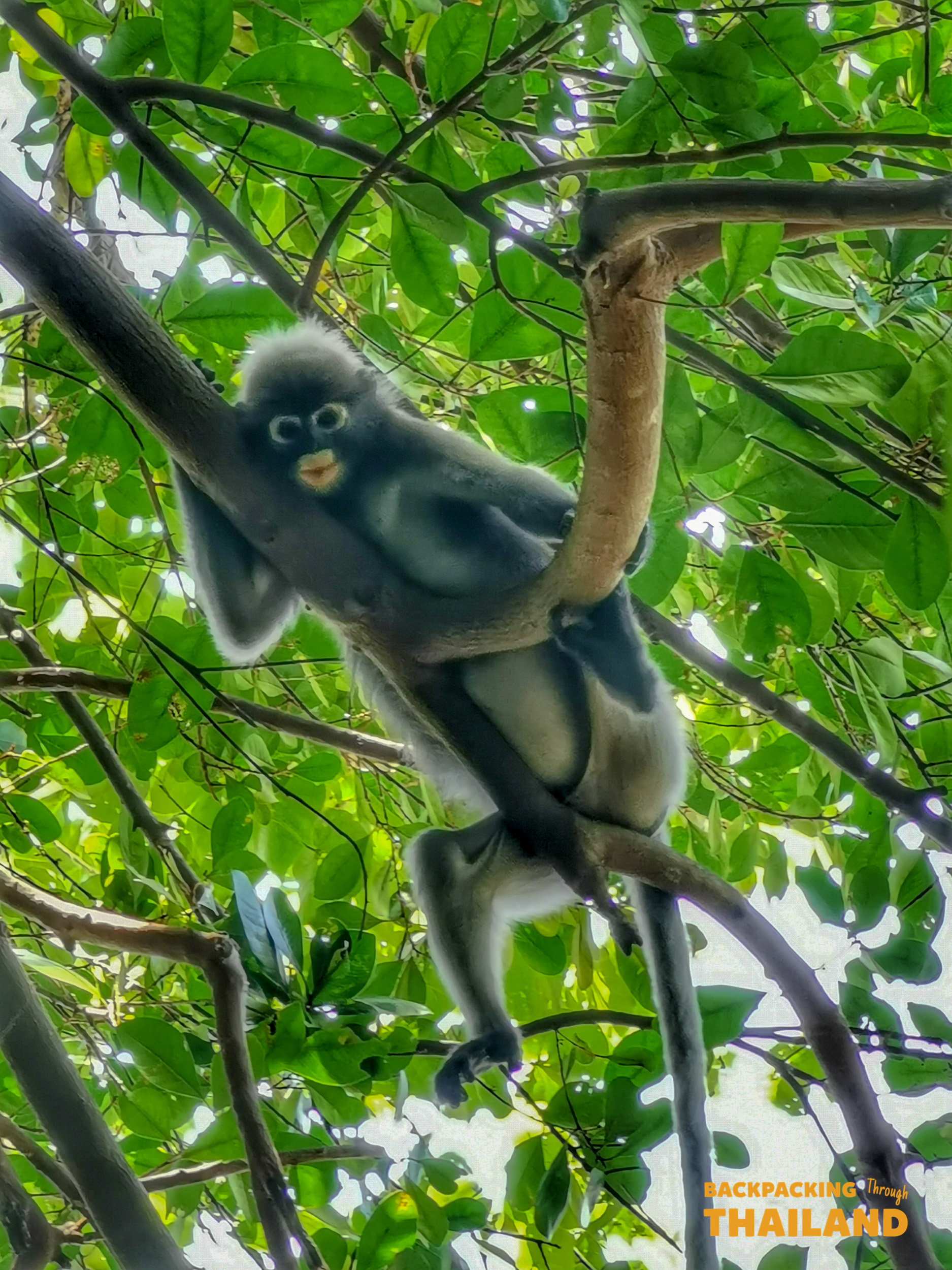 A curious dusky leaf monkey with white eye rings hangs from a tree branch in a lush Thai jungle.