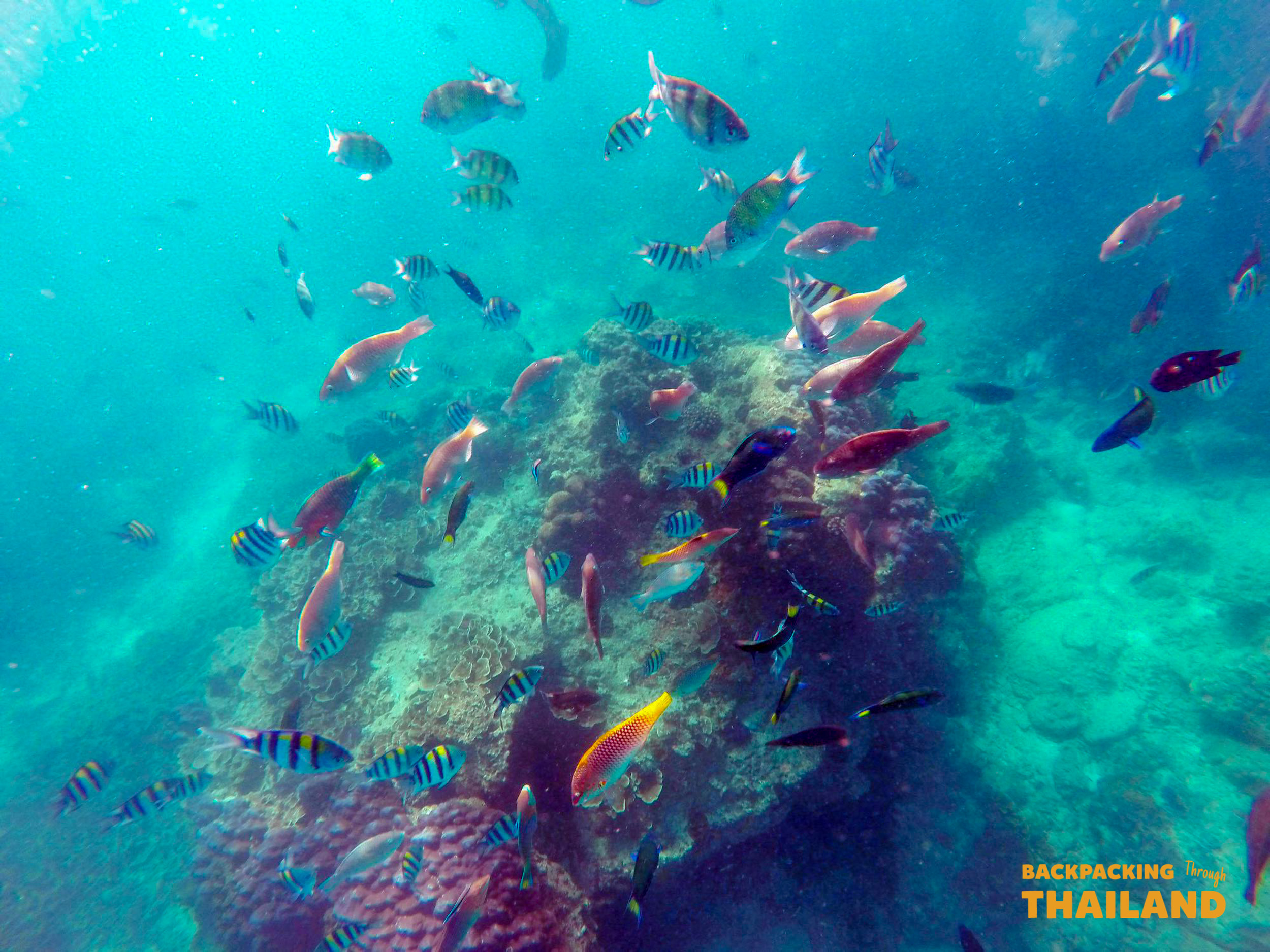 Colorful fish swim around vibrant coral reefs in the clear waters of Koh Phi Phi.