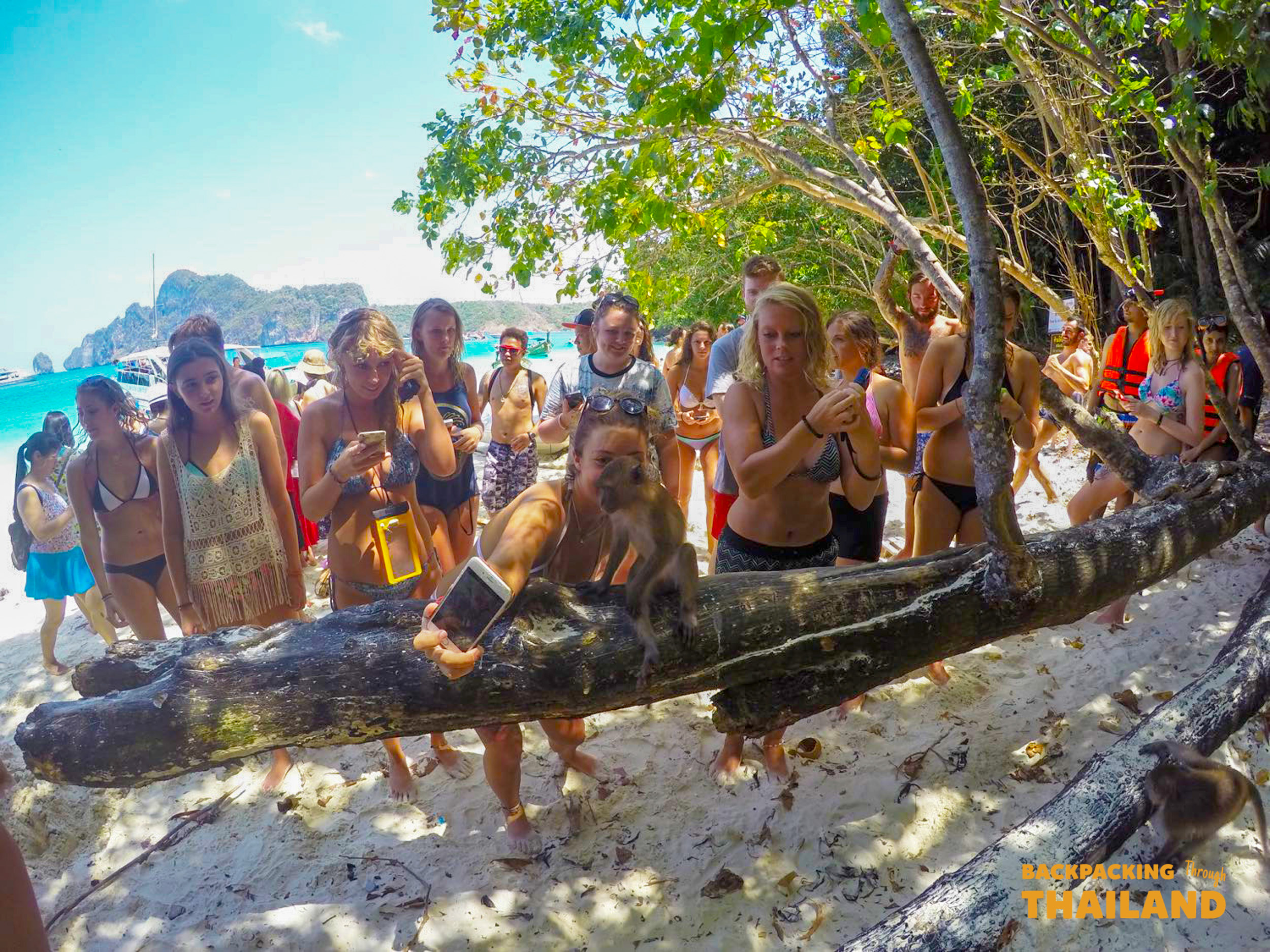Tourists on a sandy beach interacting with playful monkeys on Koh Phi Phi, Thailand.