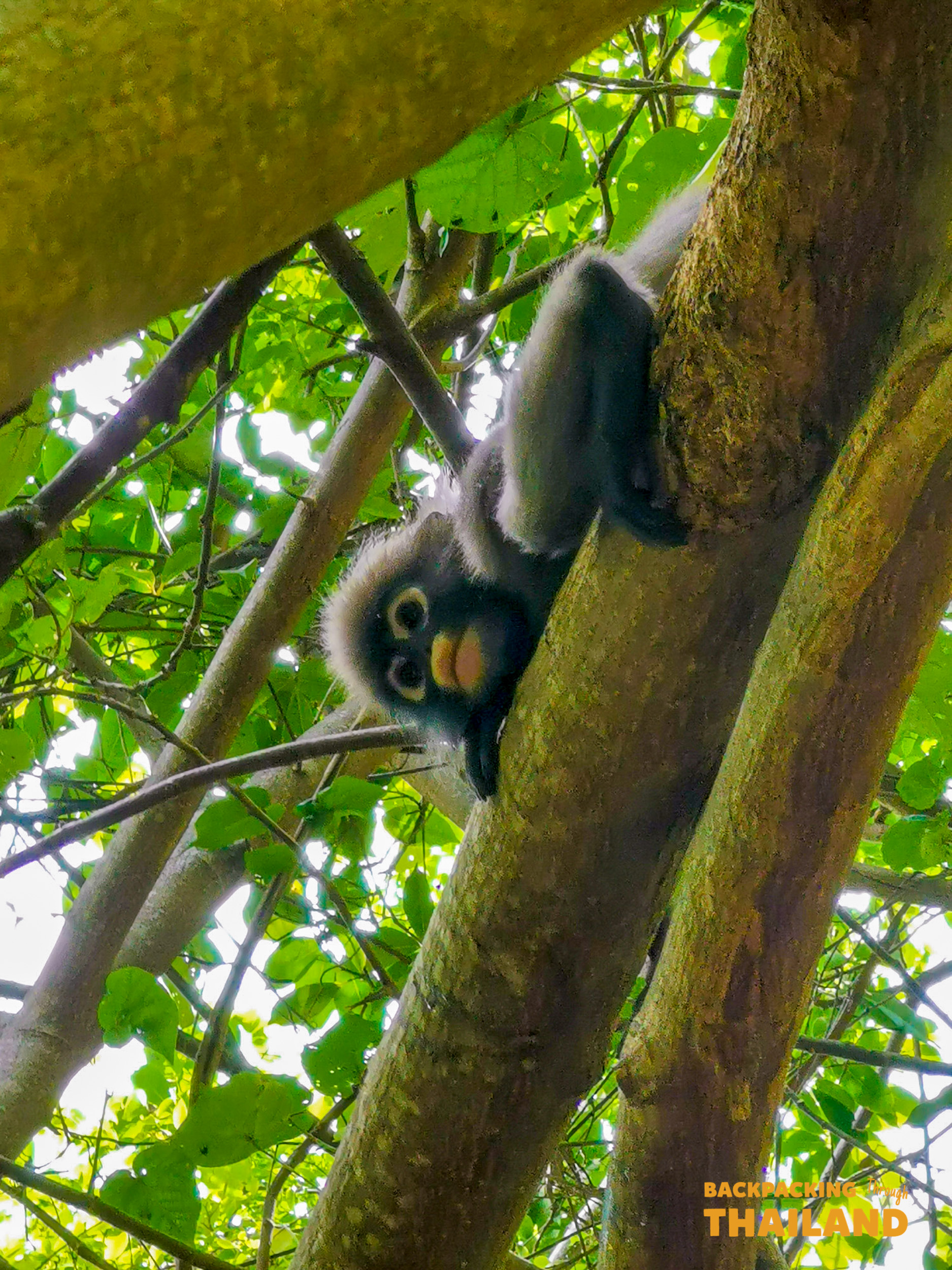 A curious spectacled langur hangs upside down from a tree branch in a lush Thai forest.