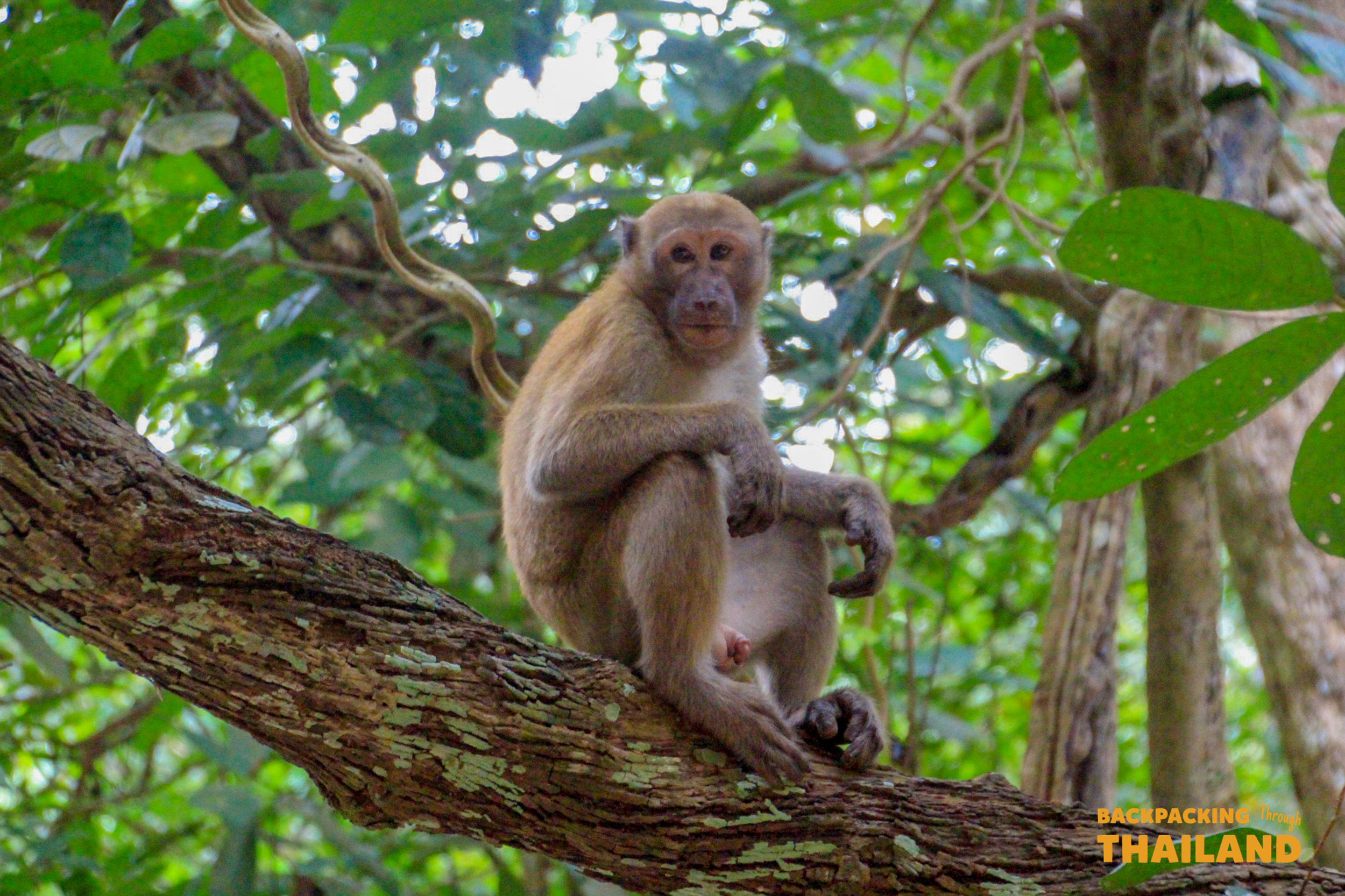 A curious monkey pauses on a tree branch in the vibrant Erawan National Park jungle.