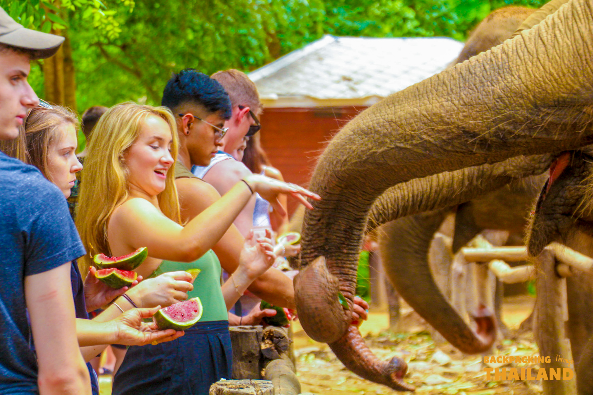 Happy backpackers feed watermelon to a friendly elephant at a sanctuary in Thailand.