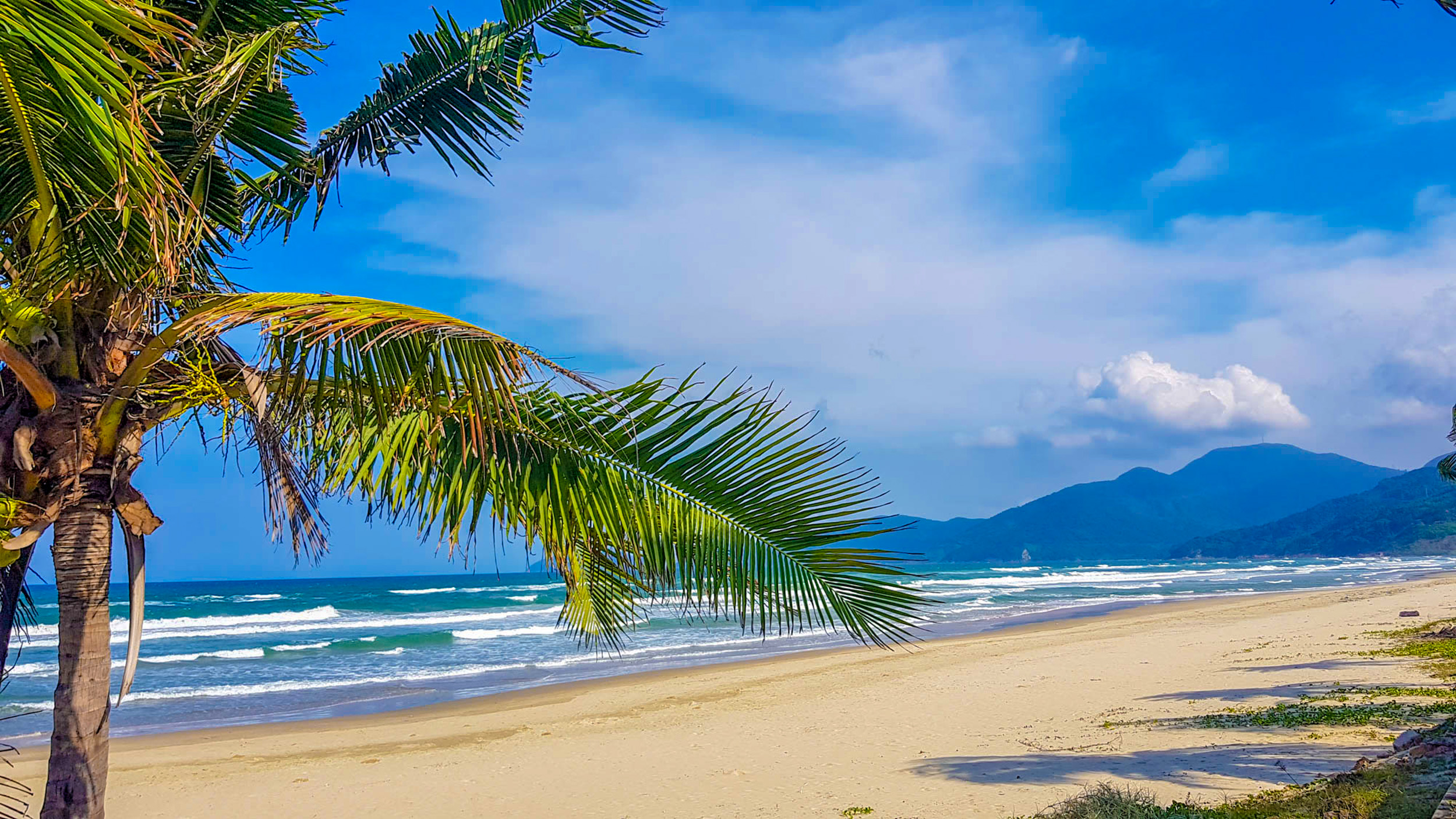 Palm tree frames the stunning sandy An Bang Beach with ocean waves and distant mountains.