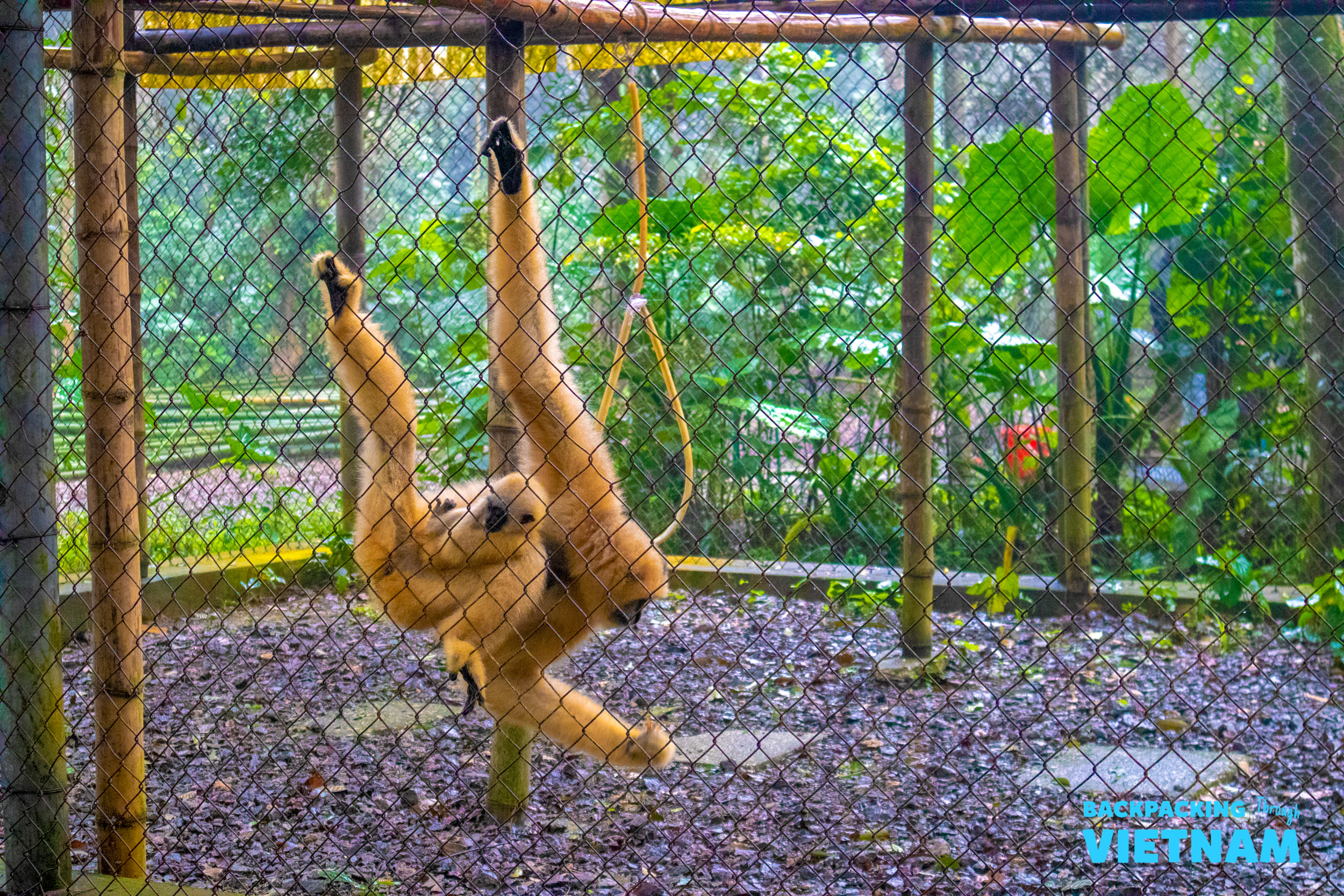 A playful gibbon hangs upside down from a wooden frame inside its enclosure at the Primate Centre, Phong Nha.