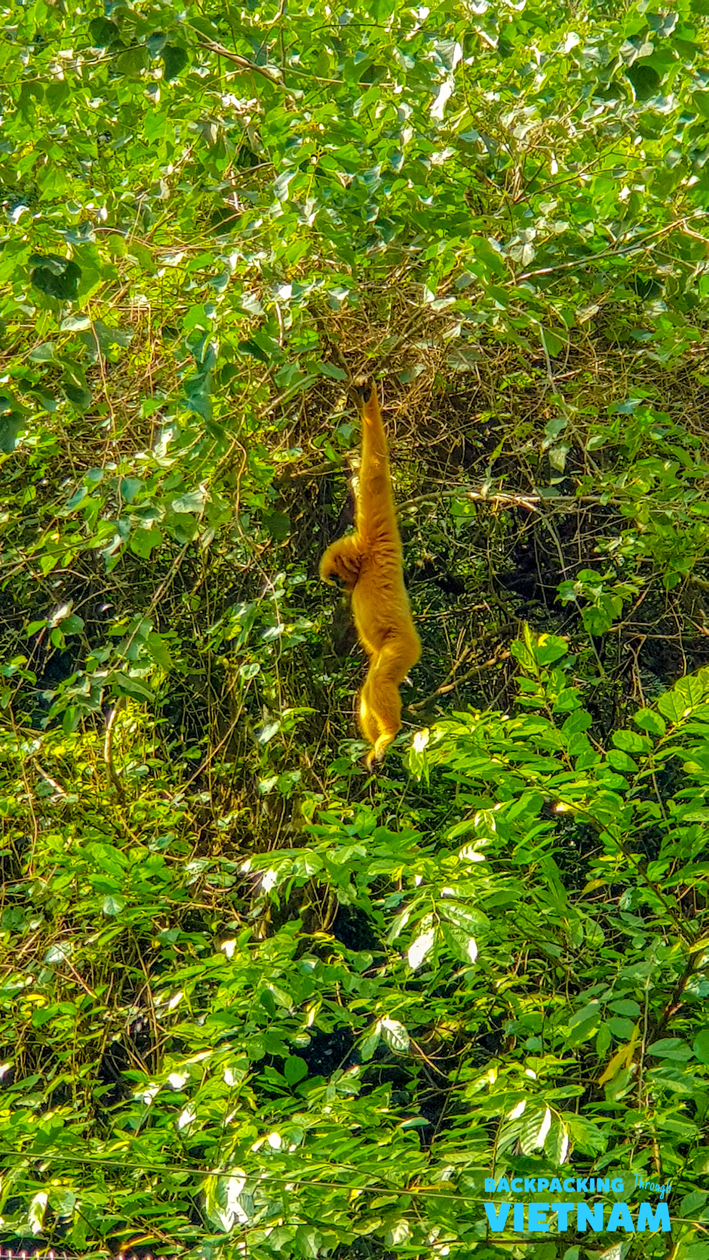 A golden gibbon hangs gracefully from a tree branch amidst dense green jungle foliage in Phong Nha.