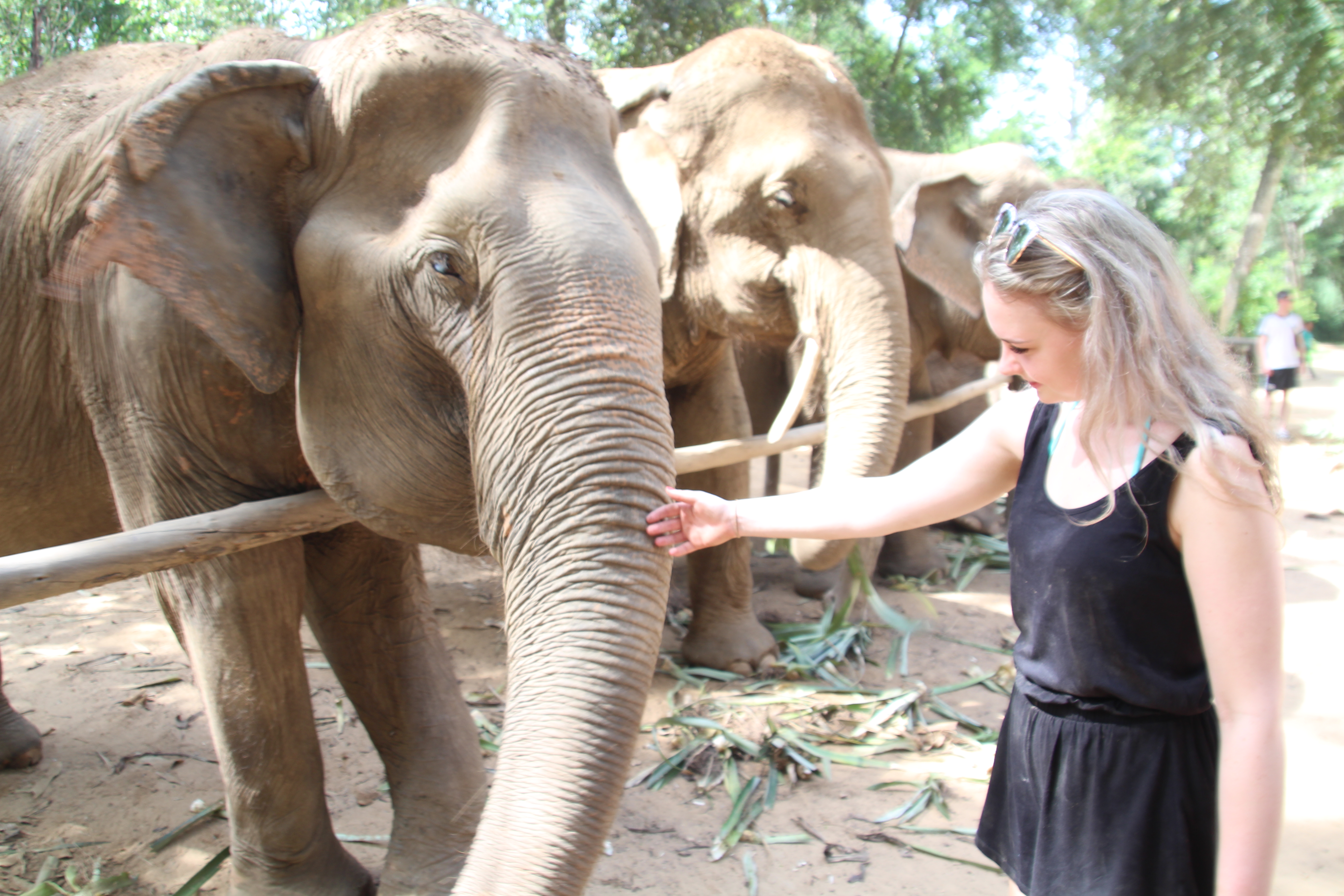 A young woman gently touches the trunk of a large elephant at a sanctuary in Thailand.