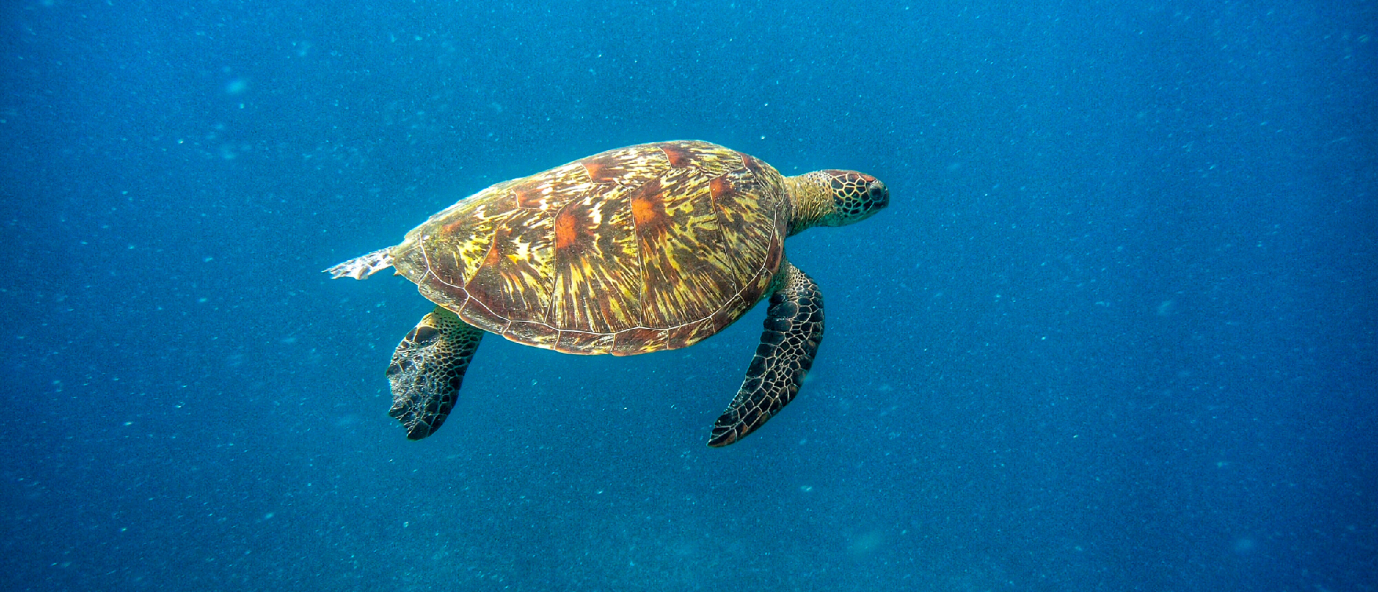 A beautiful sea turtle gracefully swims through clear blue water near Gili Trawangan.