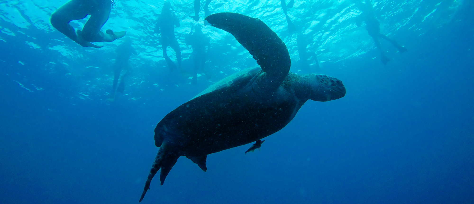 A large sea turtle swims gracefully underwater with snorkelers visible near the surface in Gili Trawangan.