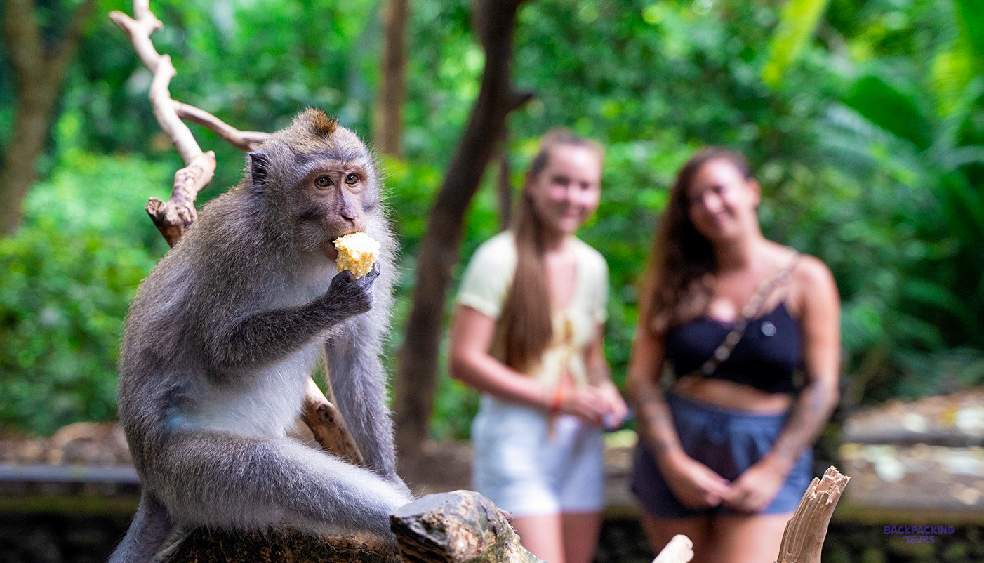 A monkey eats corn on a branch, with two smiling women watching in a Bali forest.