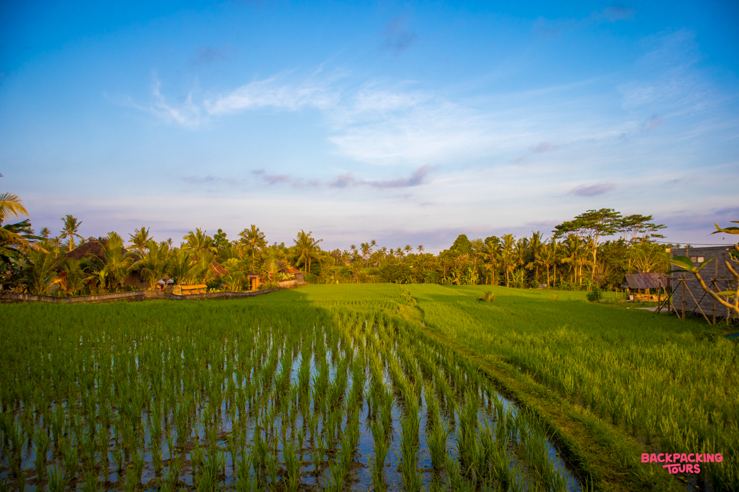 Beautiful rice fields in Ubud, Bali, with water reflecting the sky and lush palm trees.