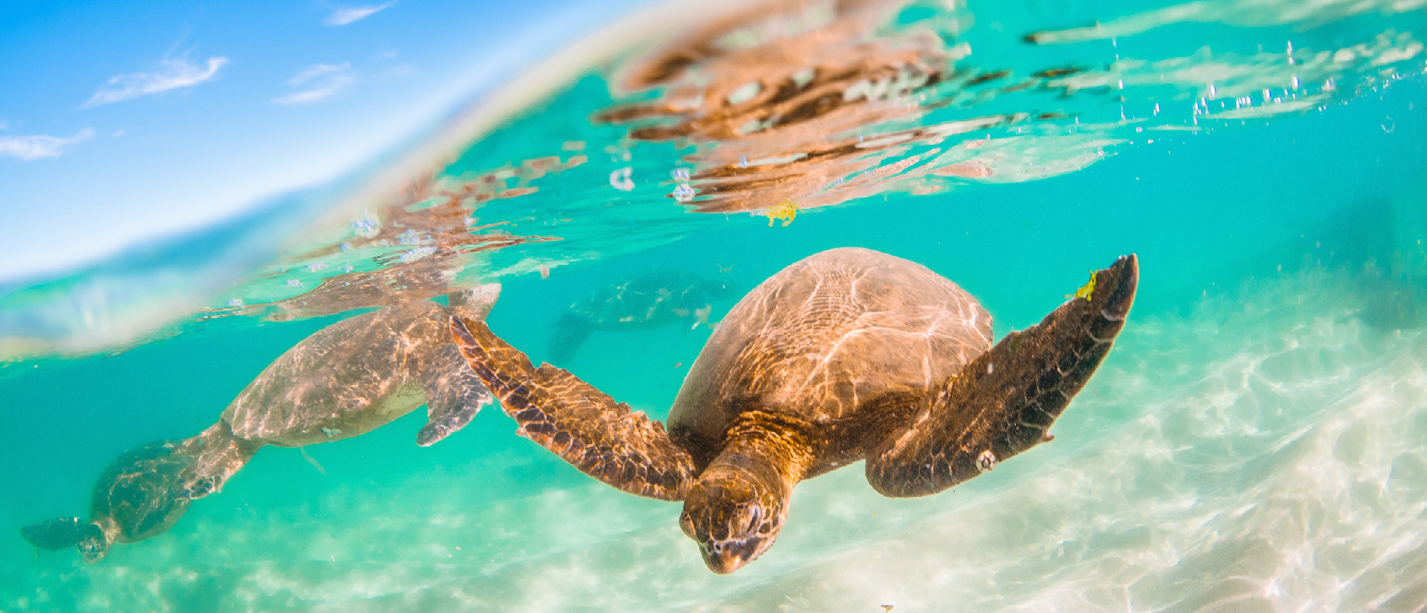 Two sea turtles swim gracefully in the clear turquoise waters of Nusa Penida under a blue sky.
