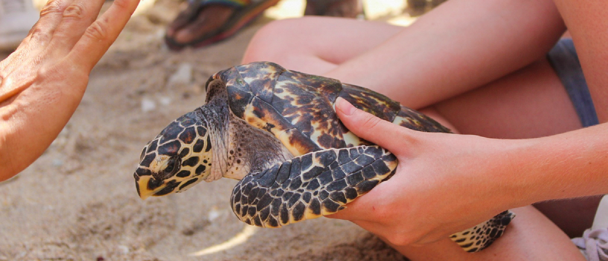 Two people gently hold a sea turtle on sandy ground during a conservation project in Nusa Penida.