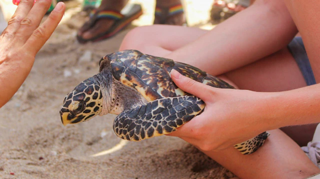 Turtle Conservation: Bali