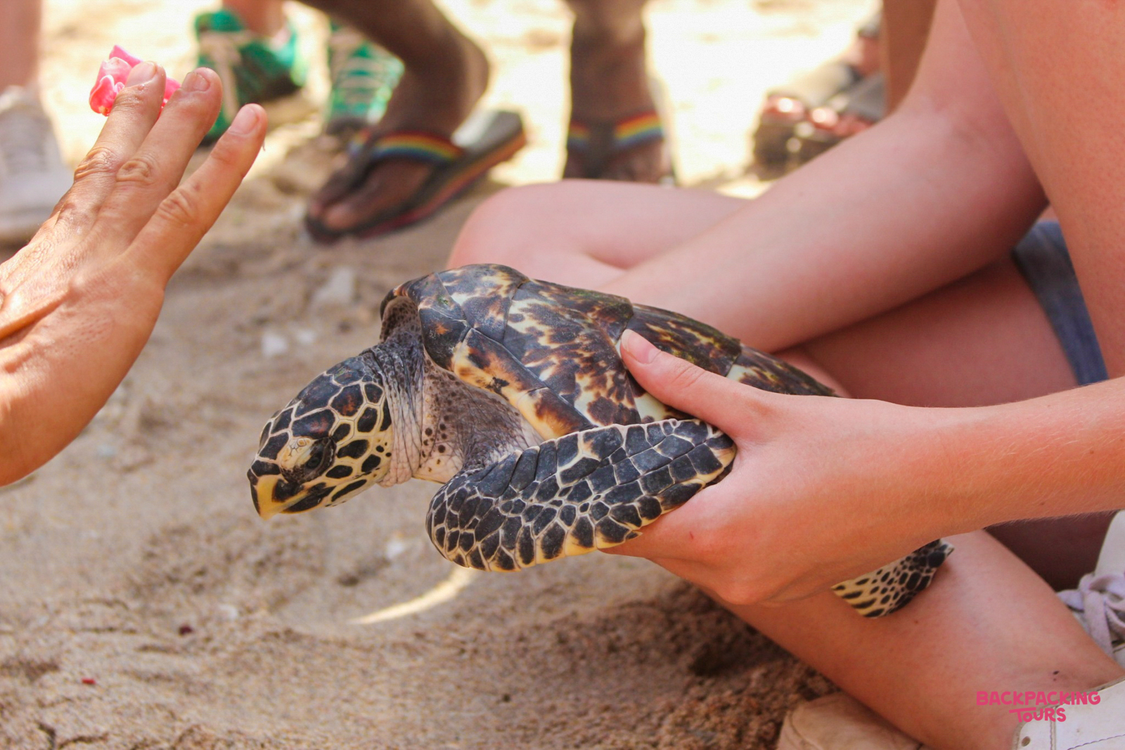 A participant gently holds a young sea turtle on the sandy beach of Nusa Penida.