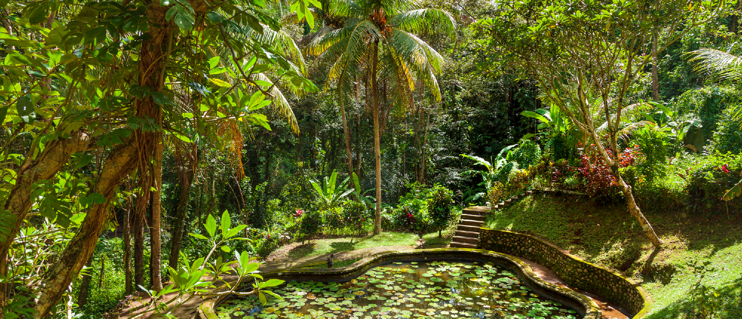 A serene pond with lily pads surrounded by lush green tropical jungle and stone steps in Ubud, Bali.