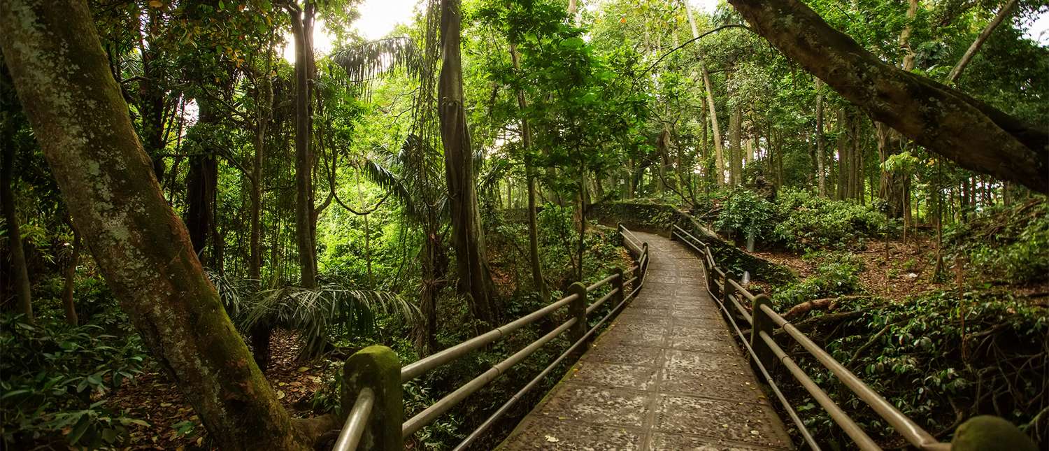 A winding path with railings through the lush, green Sacred Monkey Forest Sanctuary in Ubud, Bali.