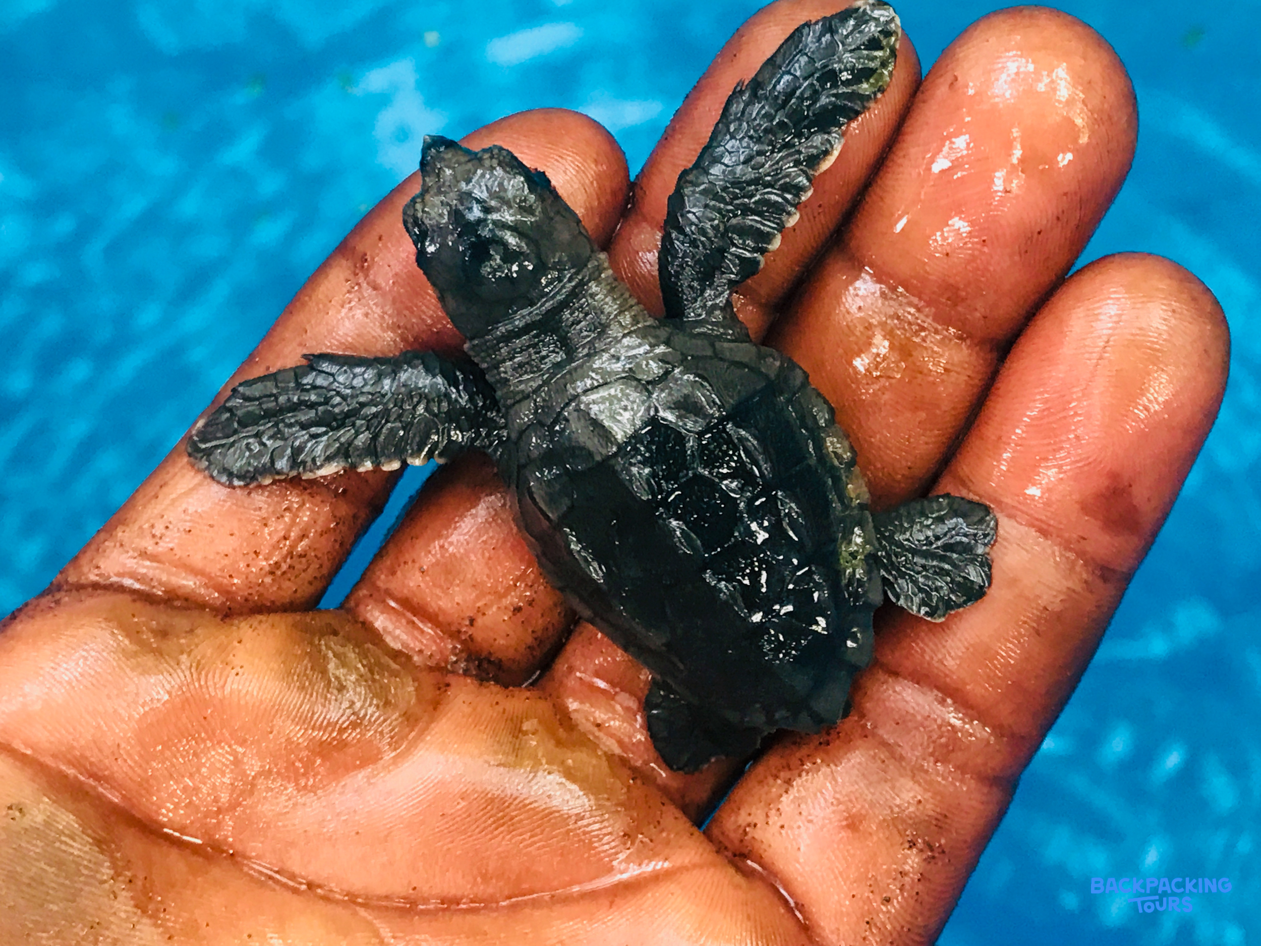 A delicate baby sea turtle is cradled in a hand above blue water.