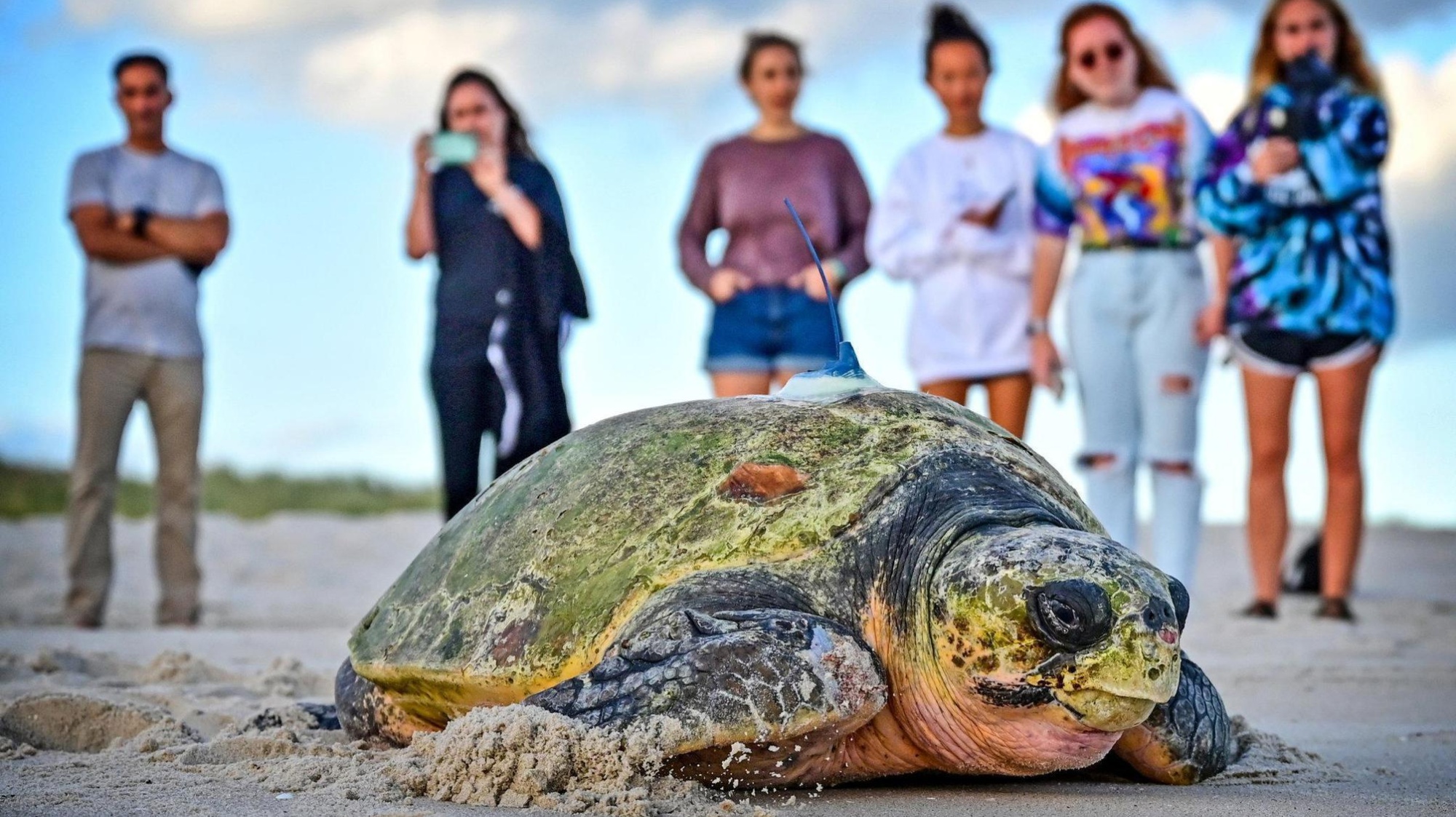 Turtle Conservation: Cape Verde