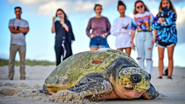 Turtle Conservation: Cape Verde