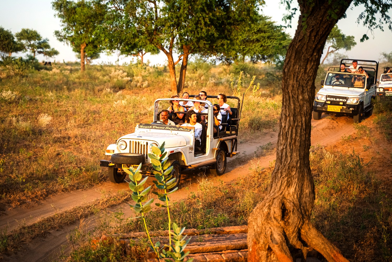 Travellers ride in open-top jeeps along a sandy track through the Rajasthan desert in golden evening light.