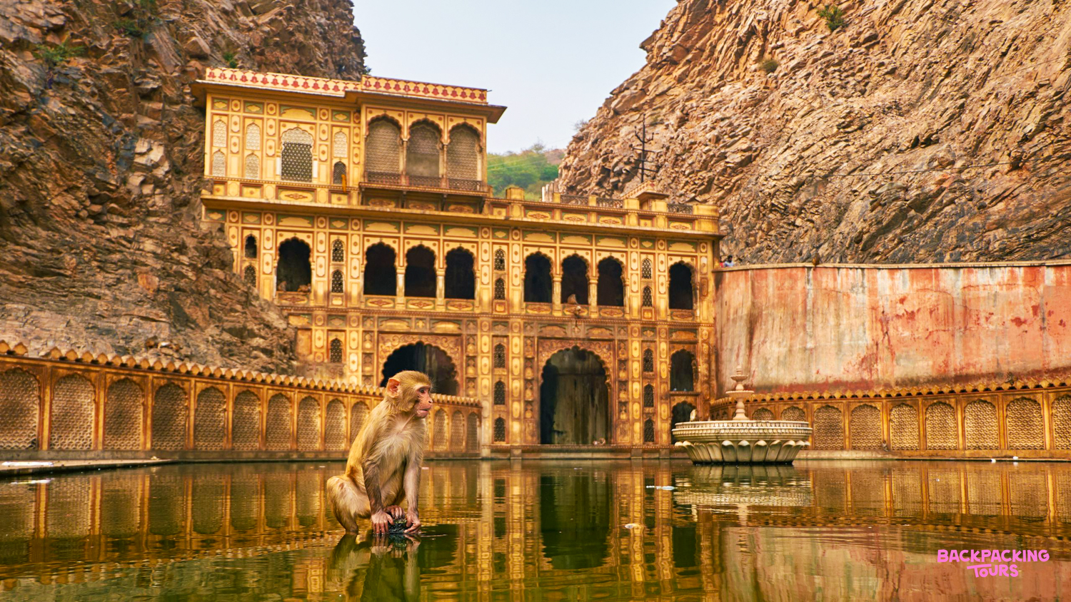 A monkey sits in a sacred pool at the ancient Galta Ji Monkey Temple in Jaipur.